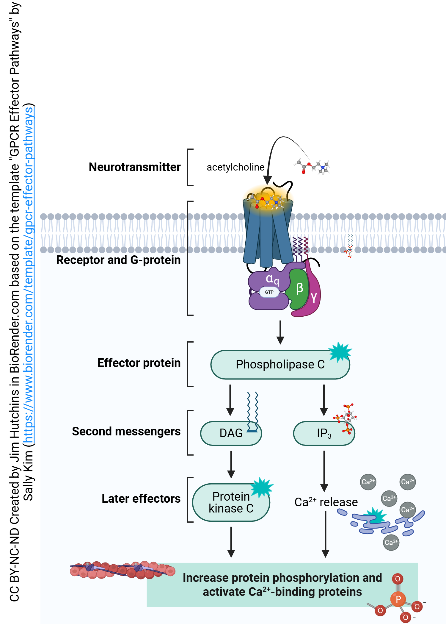 Diagram illustrating the salient features of the Galpha_q transduction pathway for G protein-coupled receptors.