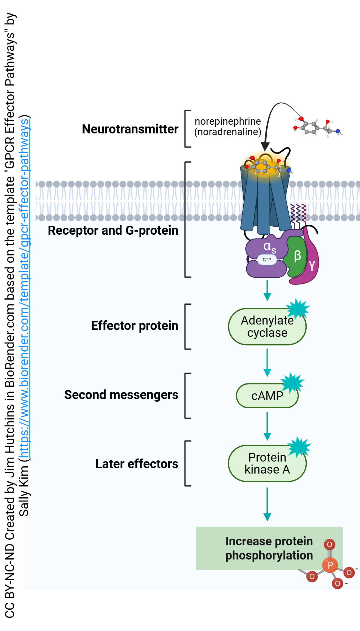 Diagram illustrating the salient features of the transduction pathway for the beta-2 adrenergic receptor.