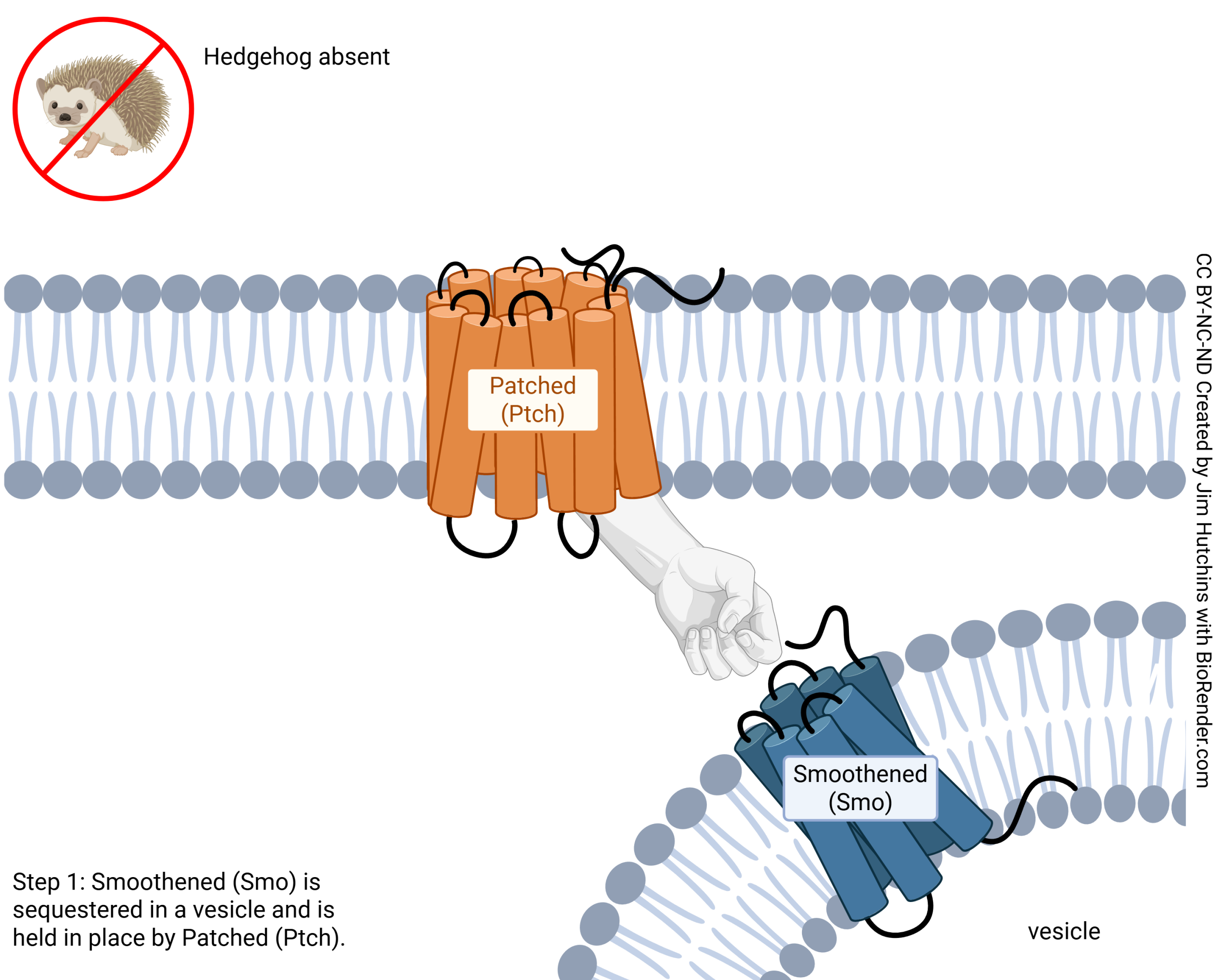 Diagram showing the steps of Sonic Hedgehog signaling. Step 1: unbound Patched holds Smoothened in an intracellular vesicle membrane.