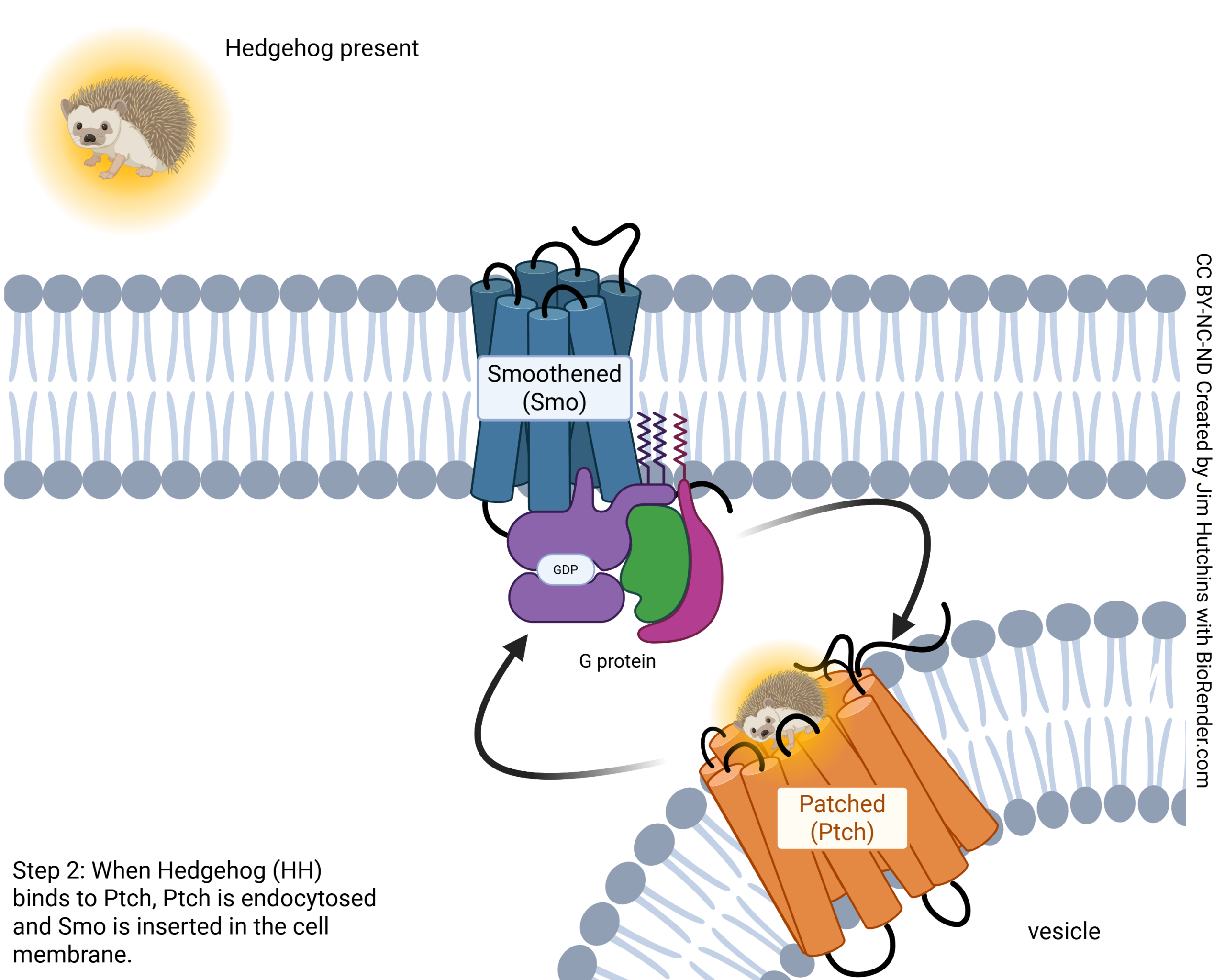 Diagram showing the steps of Sonic Hedgehog signaling. Step 2: Smoothened and Patched switch places.