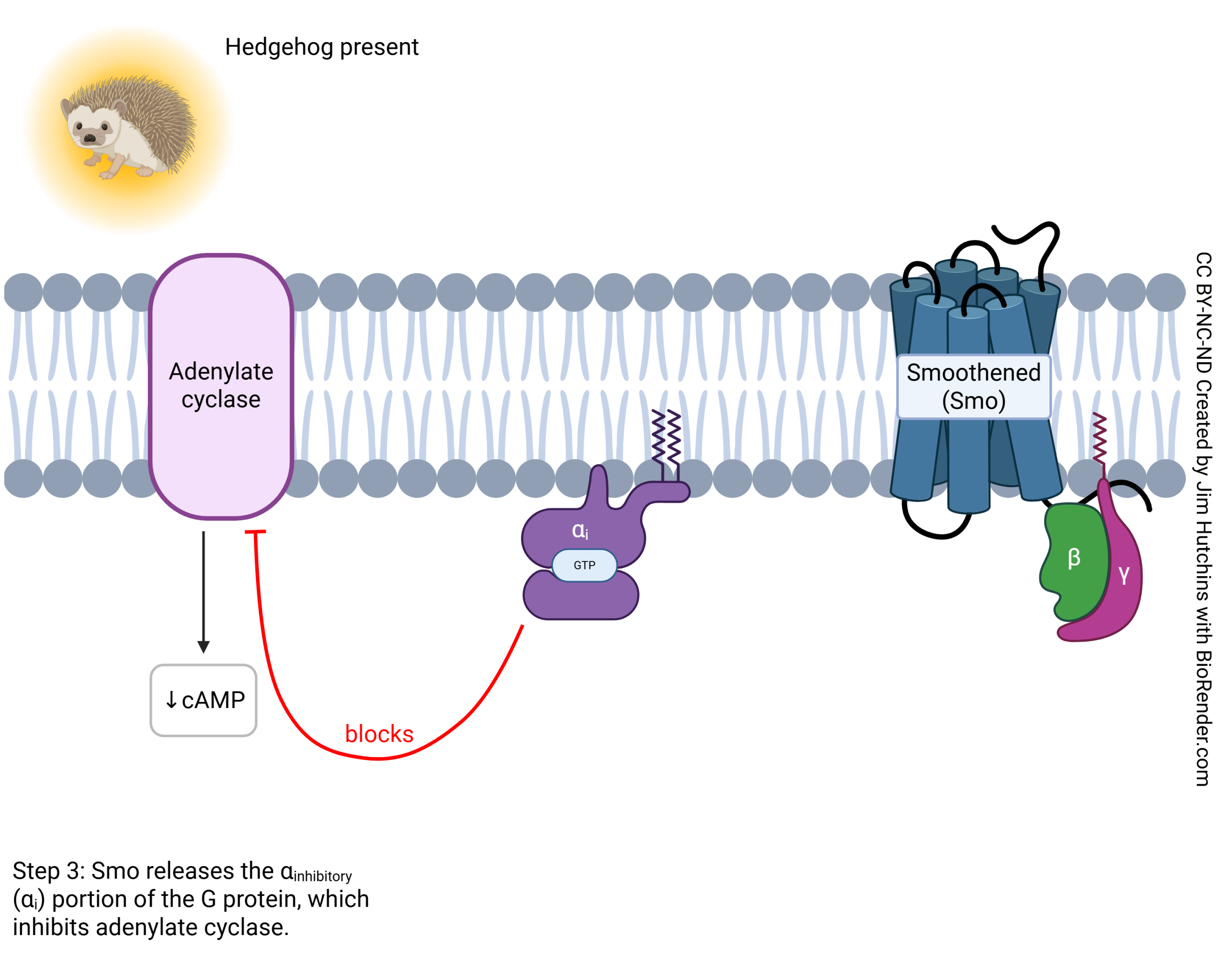 Diagram showing the steps of Sonic Hedgehog signaling. Step 3: The G protein Smoothened releases an inhibitory alpha subunit which inhibits adenylate cyclase and reduces cAMP levels.