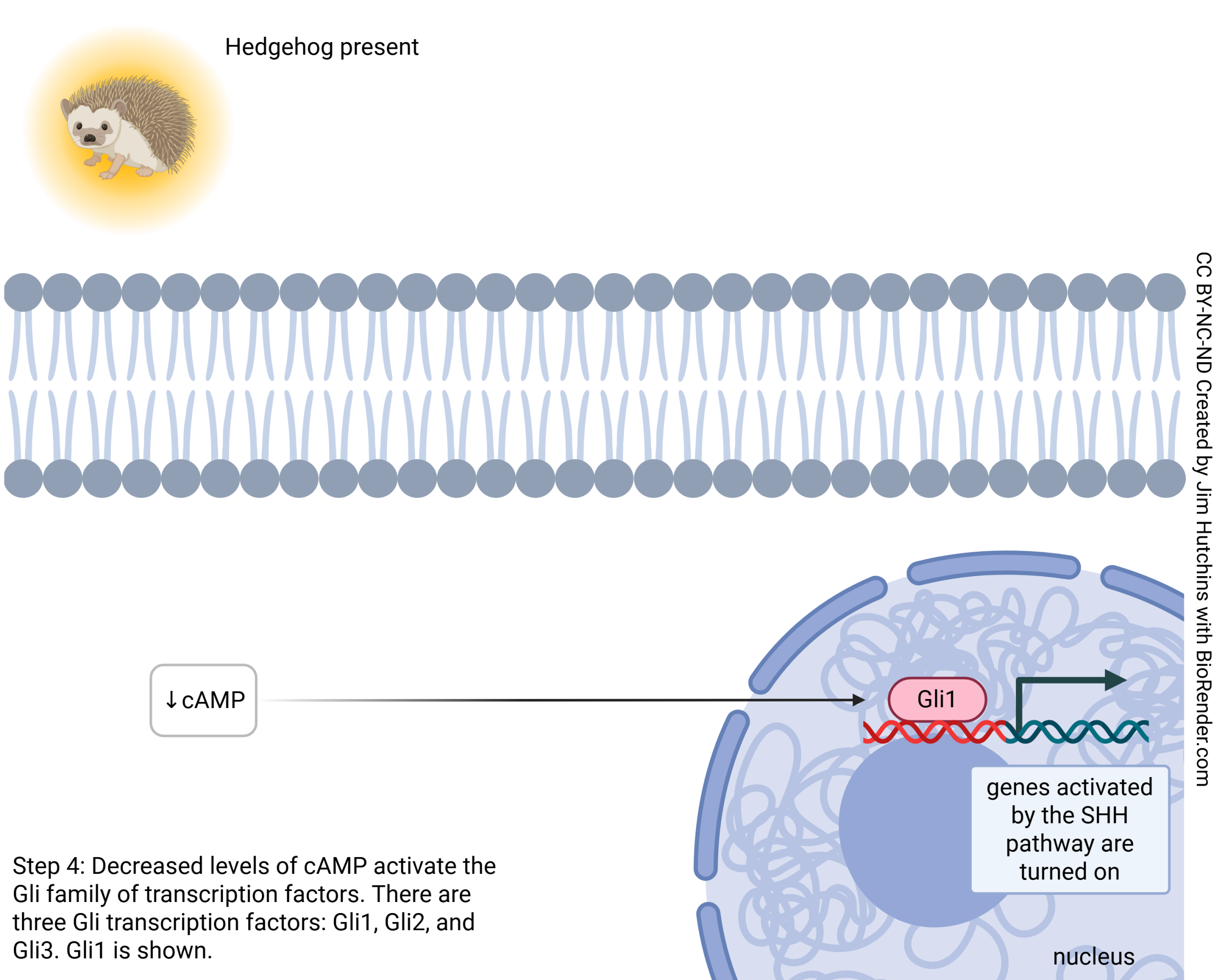 Diagram showing the steps of Sonic Hedgehog signaling. Step 4: reduced cAMP levels result in the transcription factor Gli1 activating the genes involved in being a ventral neural tube cell.