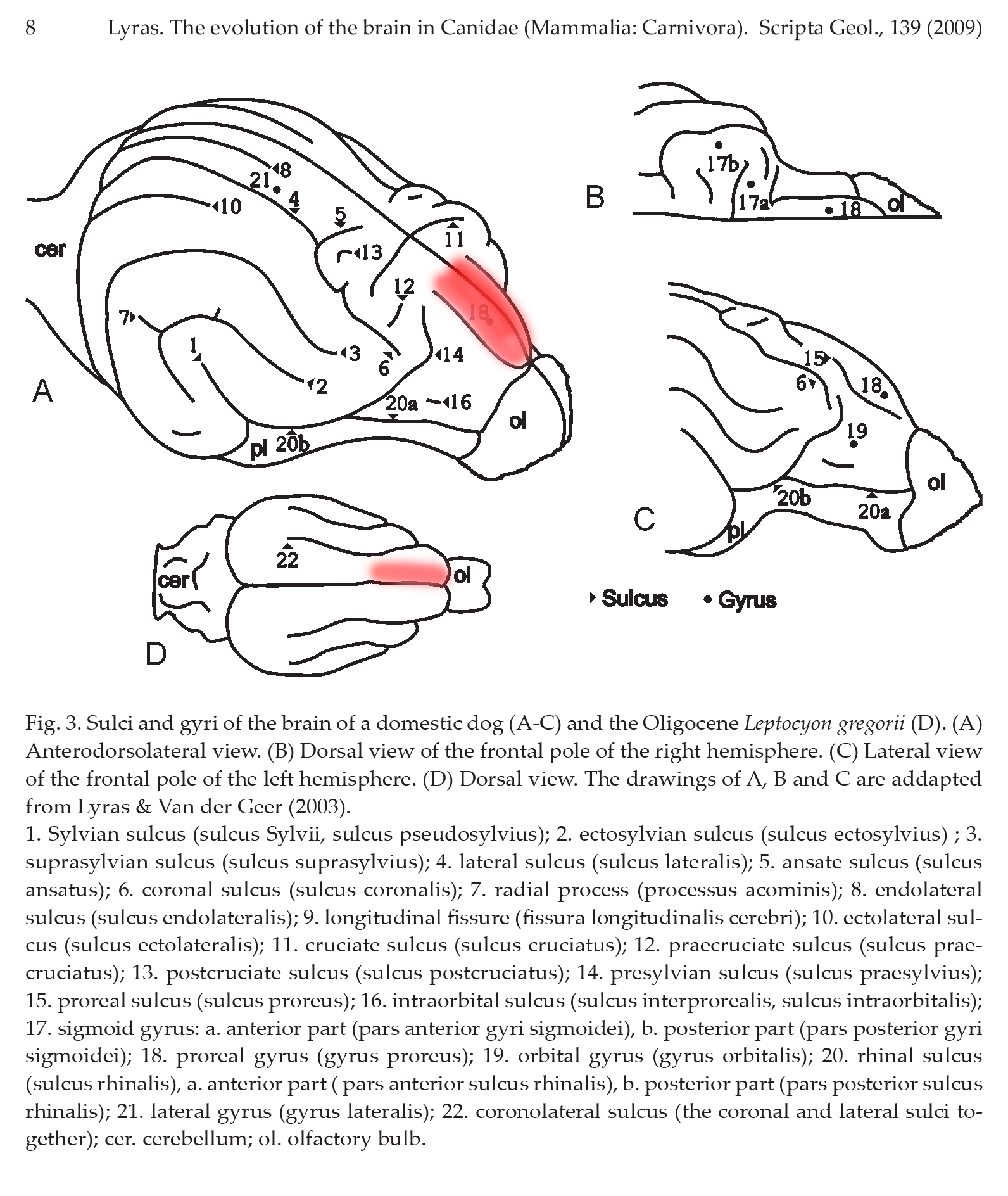 Image by George Lyras of the domestic dog brain and an ancestral dog brain, modified by Jim Hutchins.