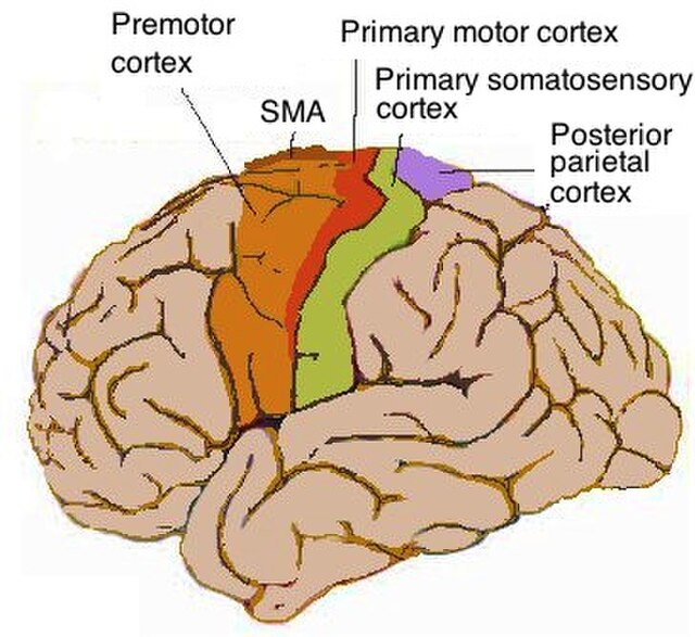 Diagram of the human motor cortex