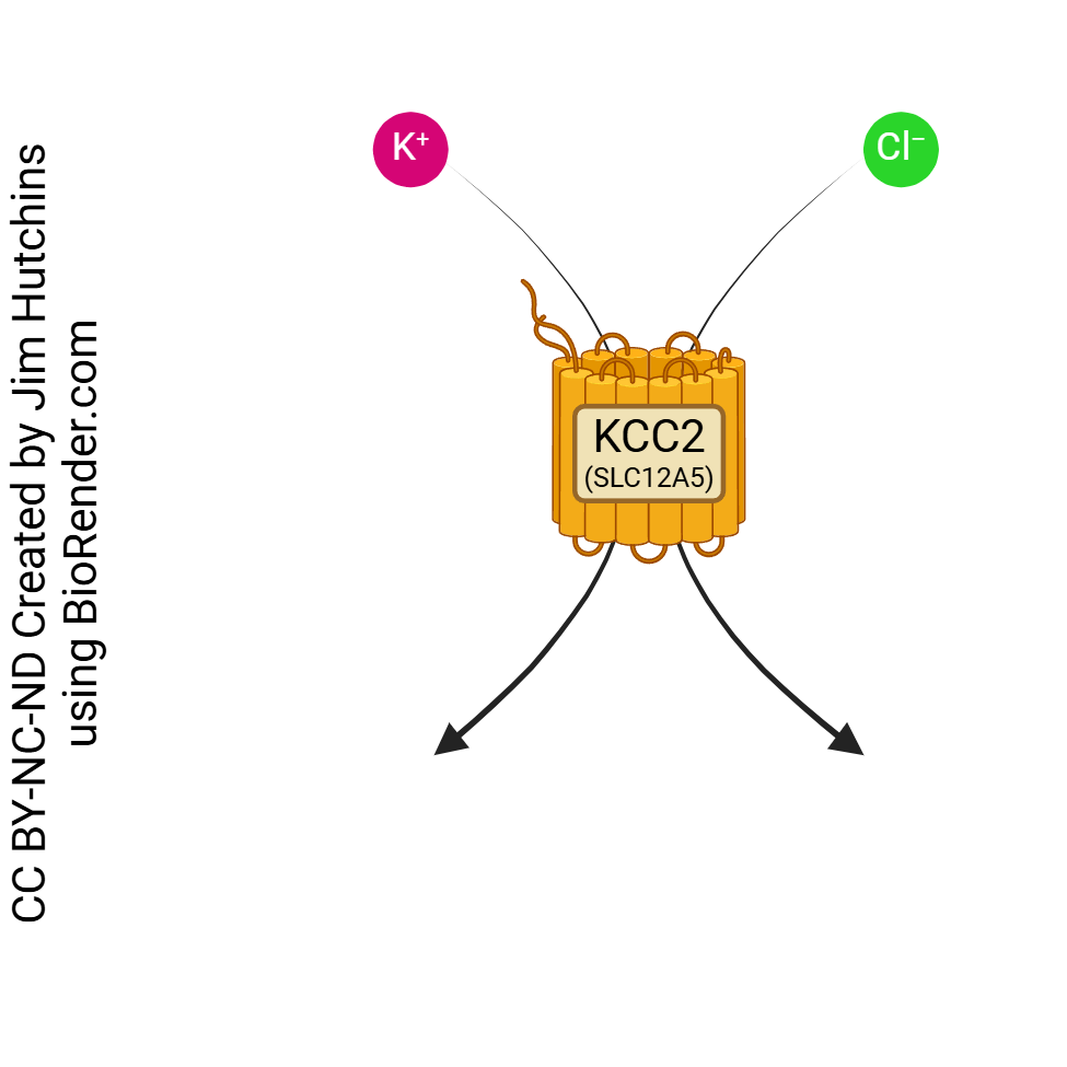 Diagram showing the action of the KCl symporter.