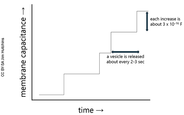Diagram showing how the increase in membrane capacitance with the fusion of each vesicle can be measured.