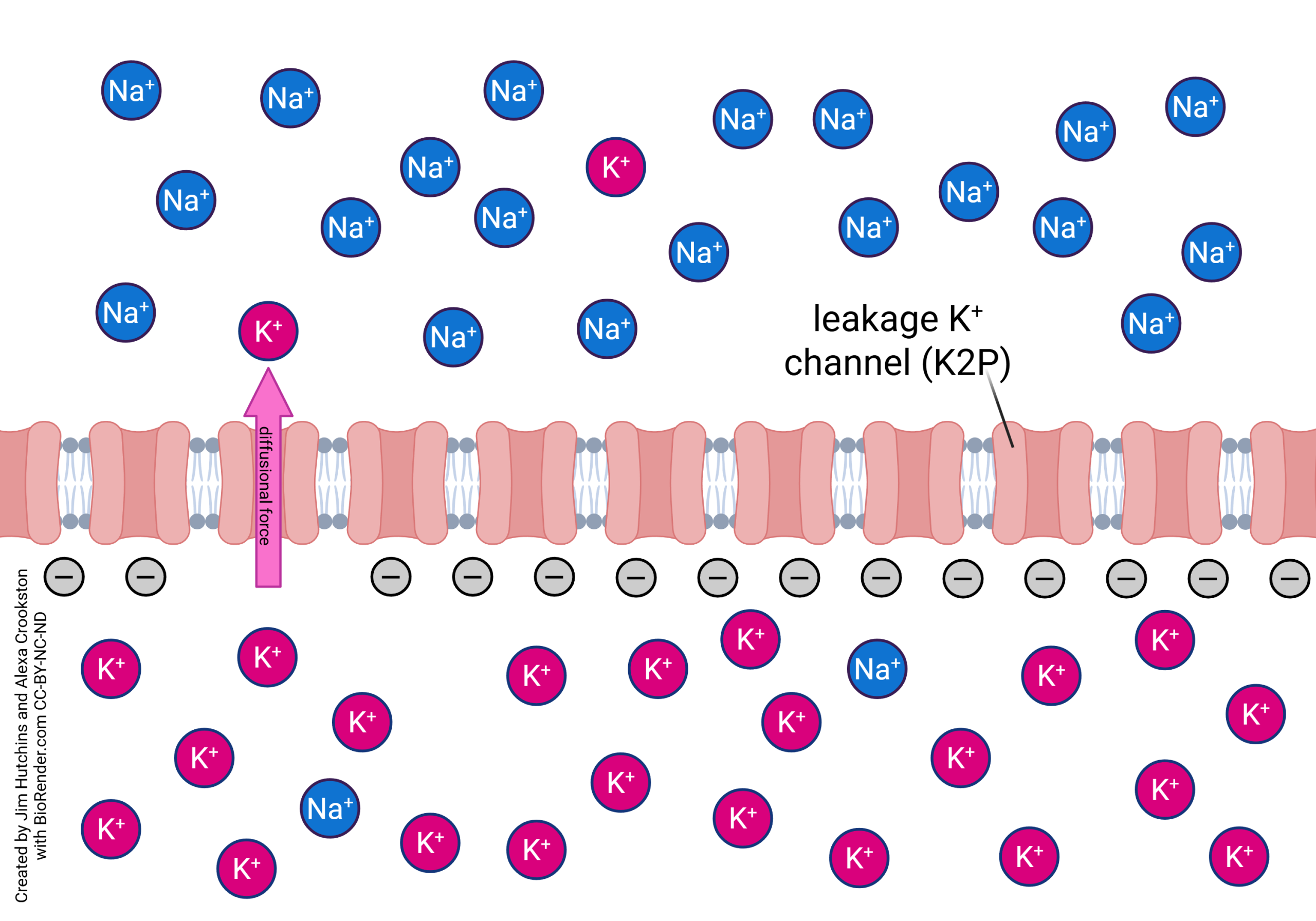 Diagram showing the action of leakage potassium channels.