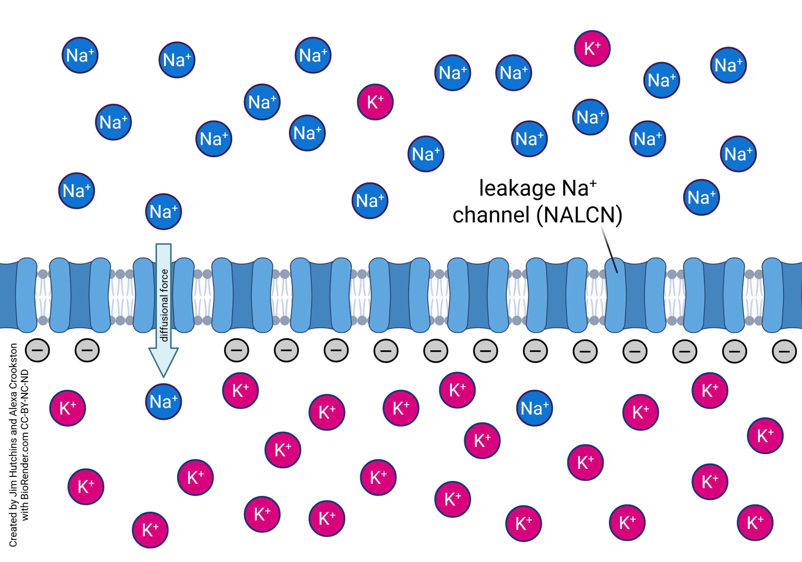 Diagram showing the action of leakage sodium channels.