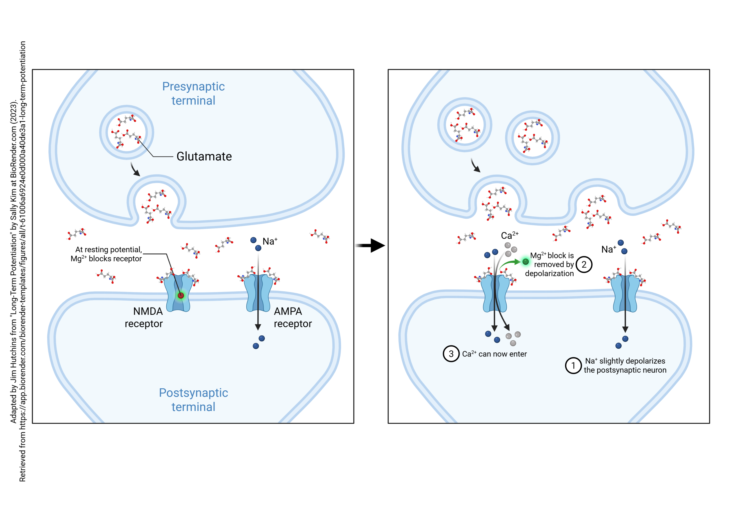 Series of diagrams showing the steps in long-term potentiation. This diagram is step 1.