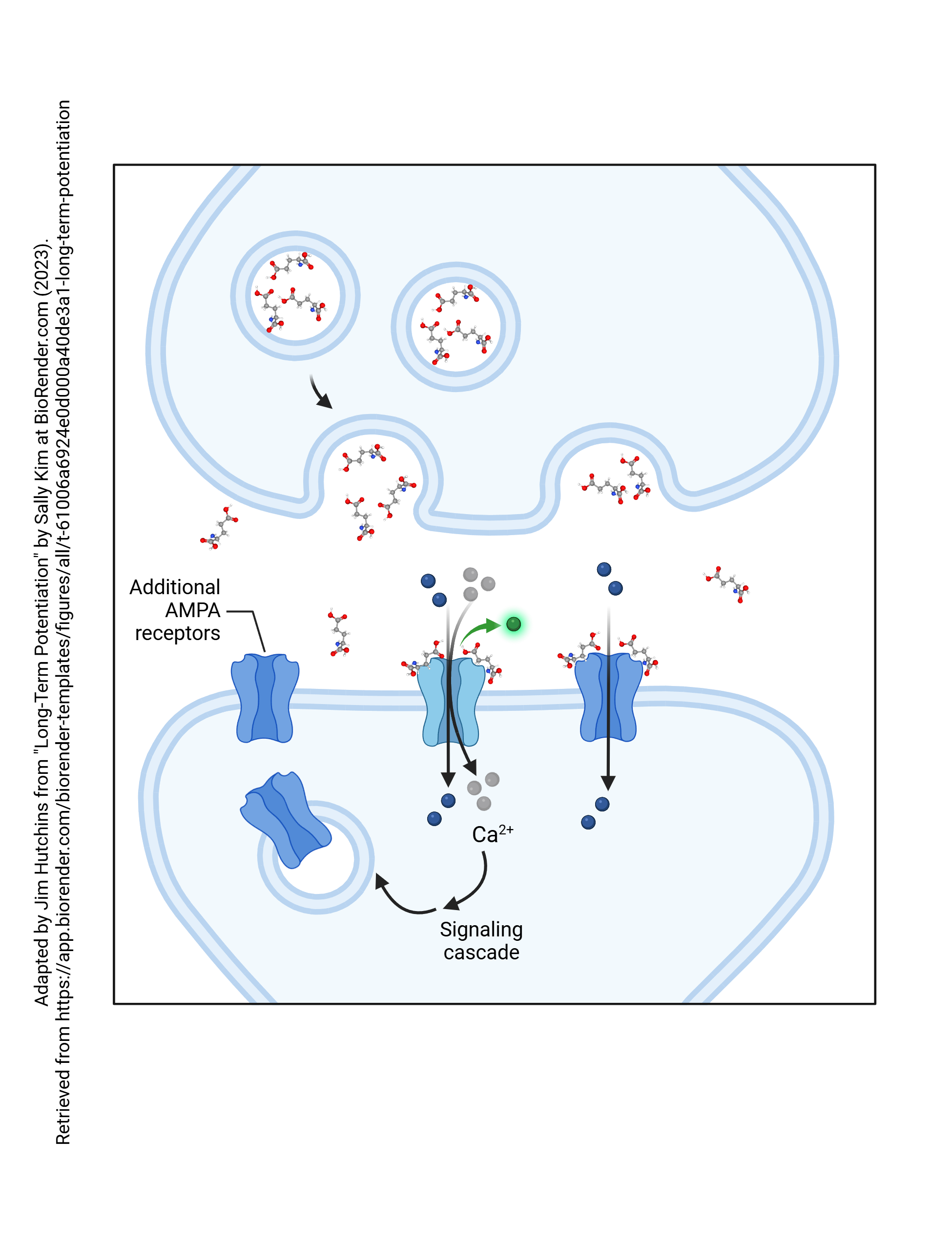 Series of diagrams showing the steps in long-term potentiation. This diagram is step 2.