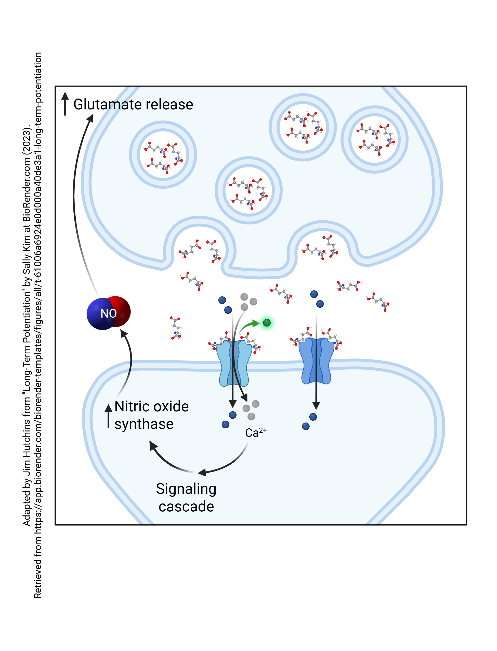 Series of diagrams showing the steps in long-term potentiation. This diagram is step 3.