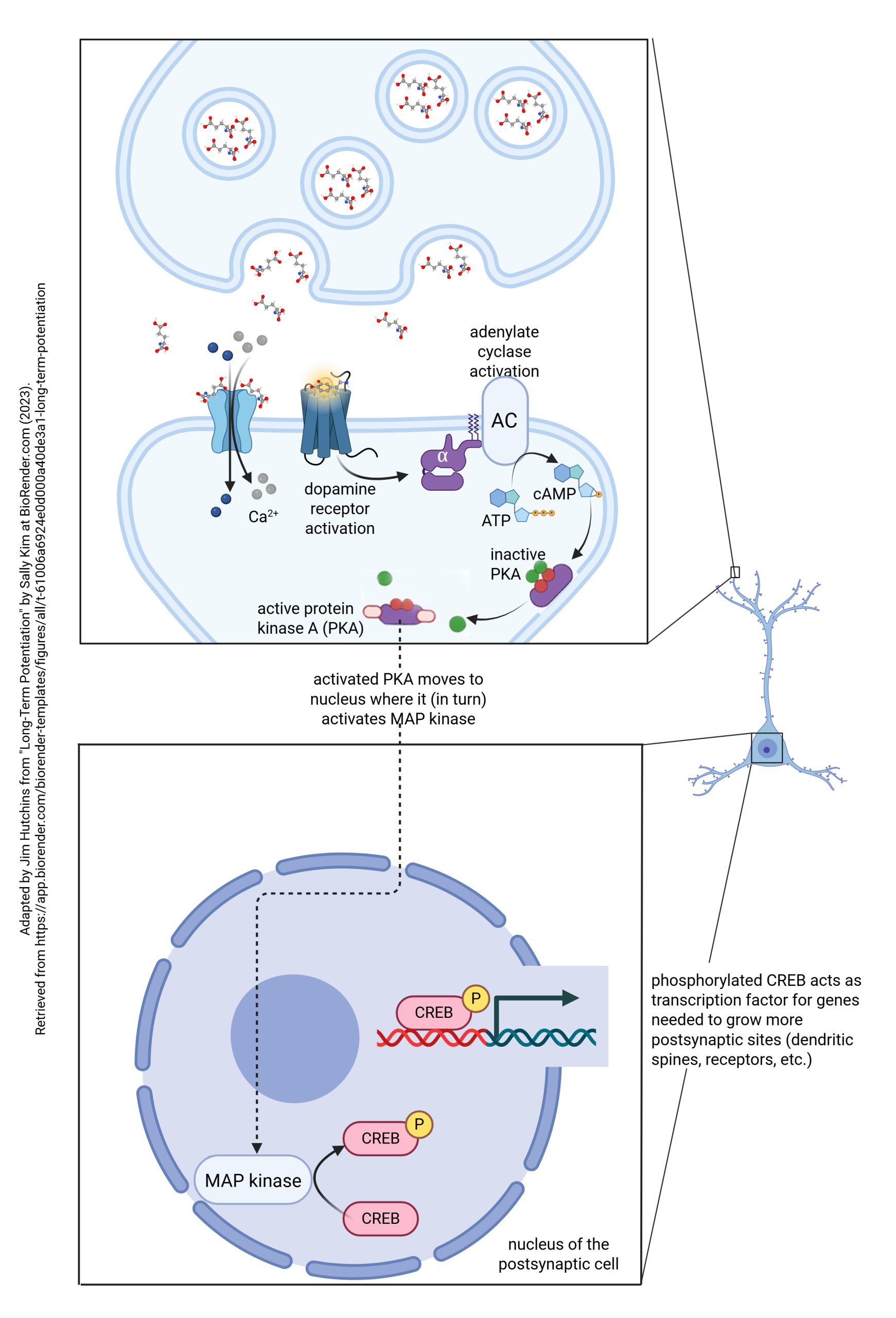 Series of diagrams showing the steps in long-term potentiation. This diagram is step 4.