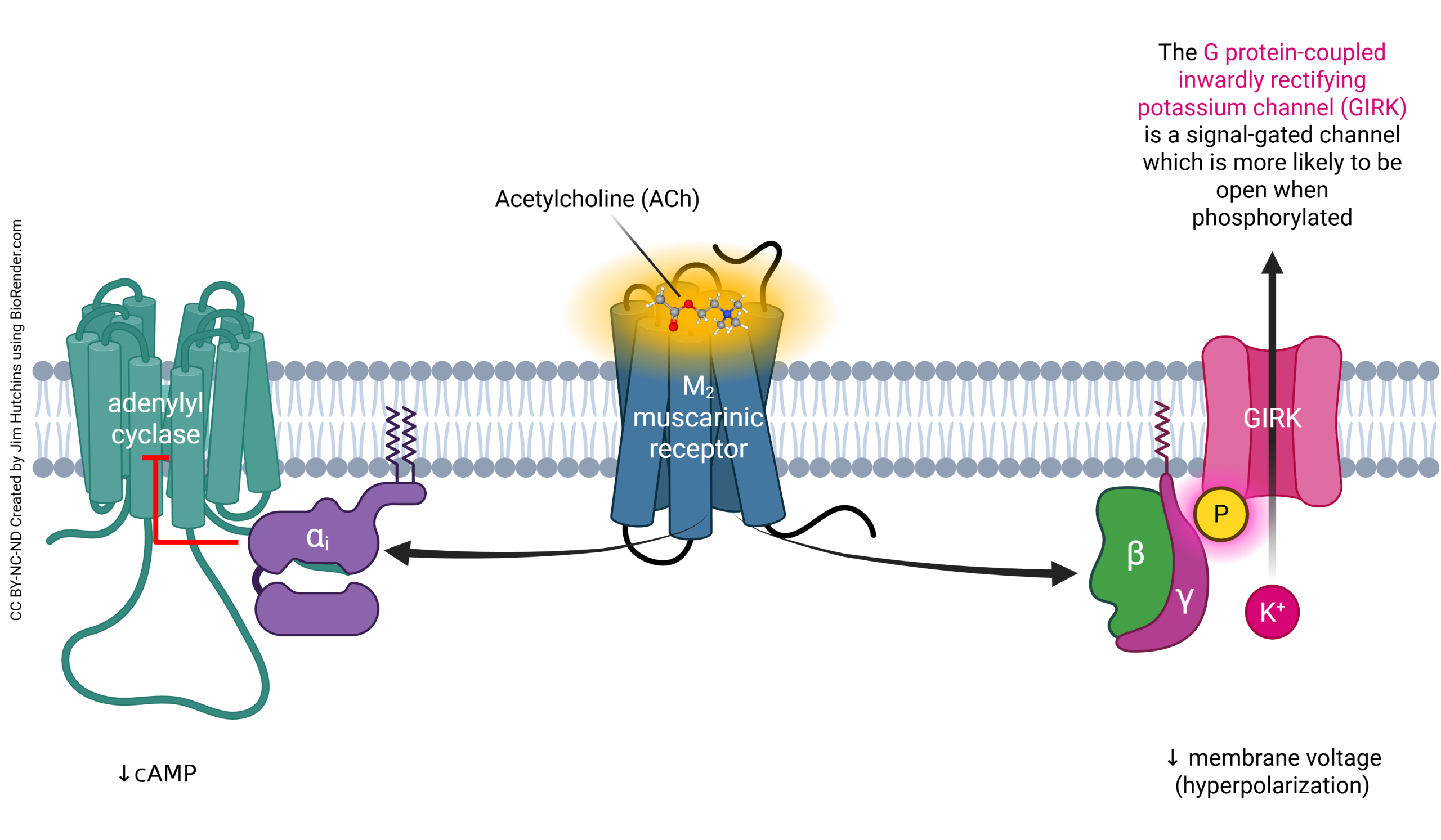 Diagram showing the intracellular action of the M2 muscarinic acetylcholine receptor.