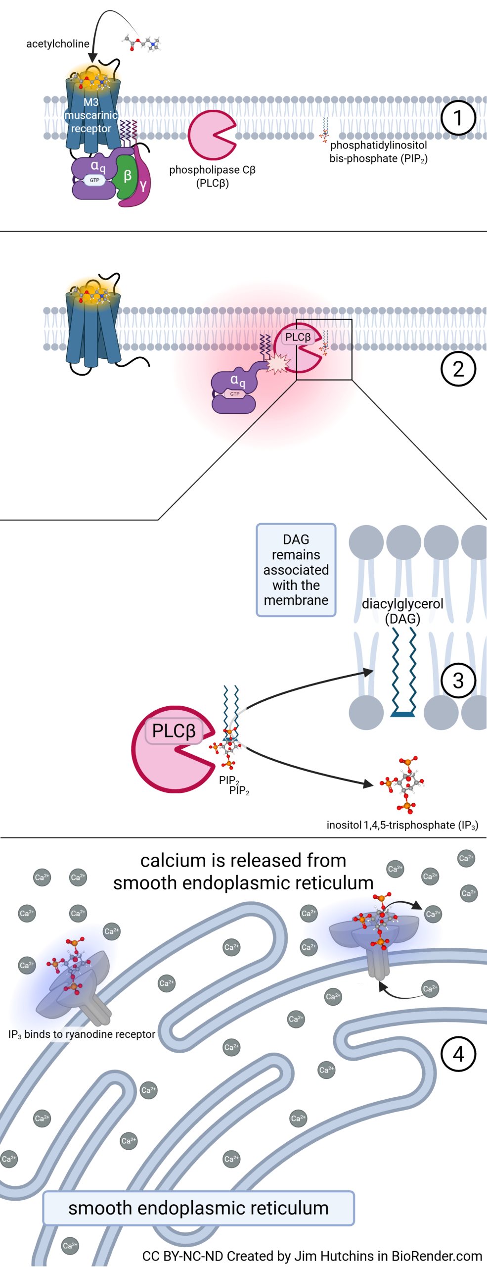 Diagram showing the binding of ligand to the M3 muscarinic acetylcholine receptor and how binding is transduced into an intracellular Gq signal.