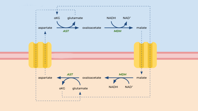 Diagram of the malate-aspartate shuttle