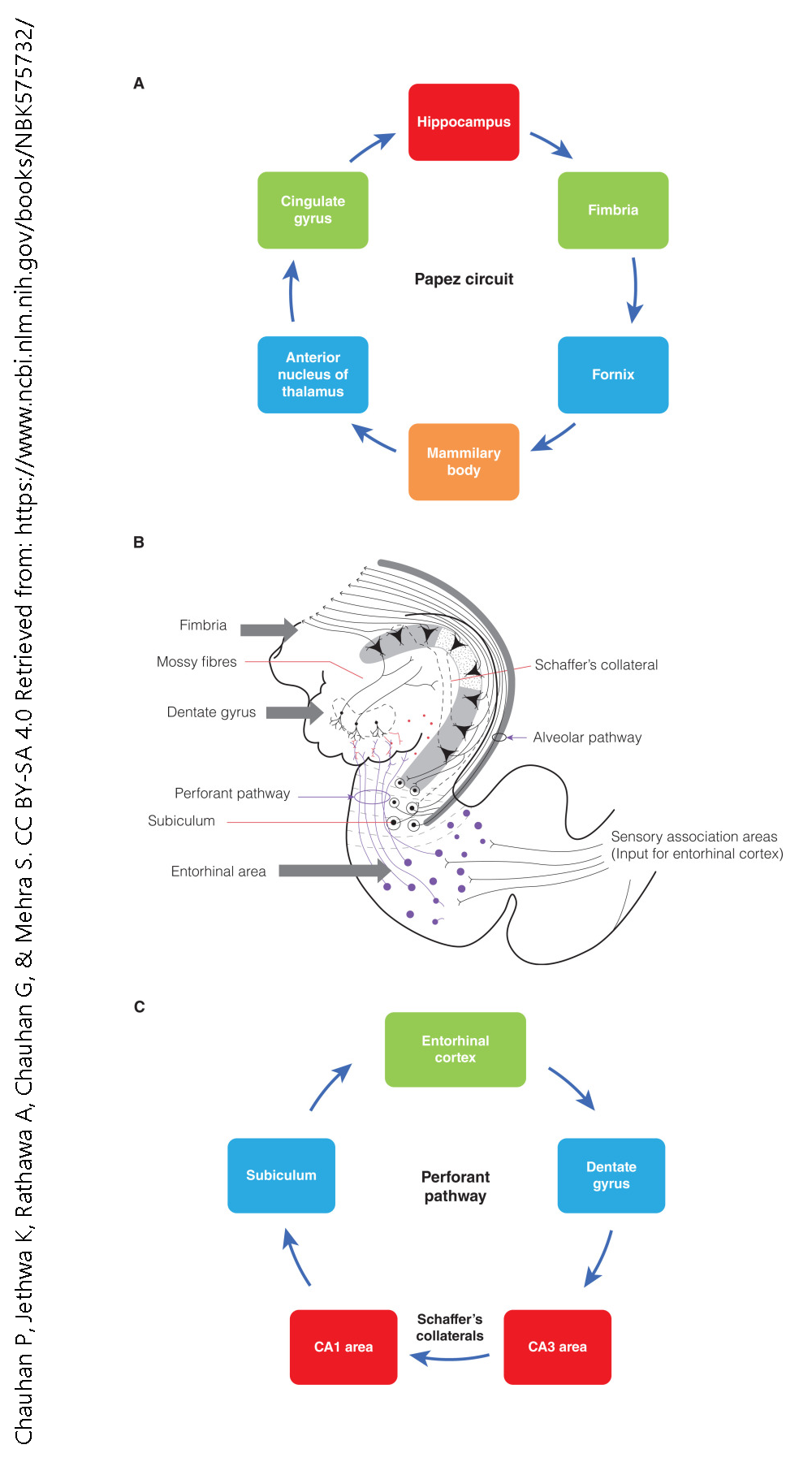 Diagram showing the anatomy and circuitry of the hippocampal formation.
