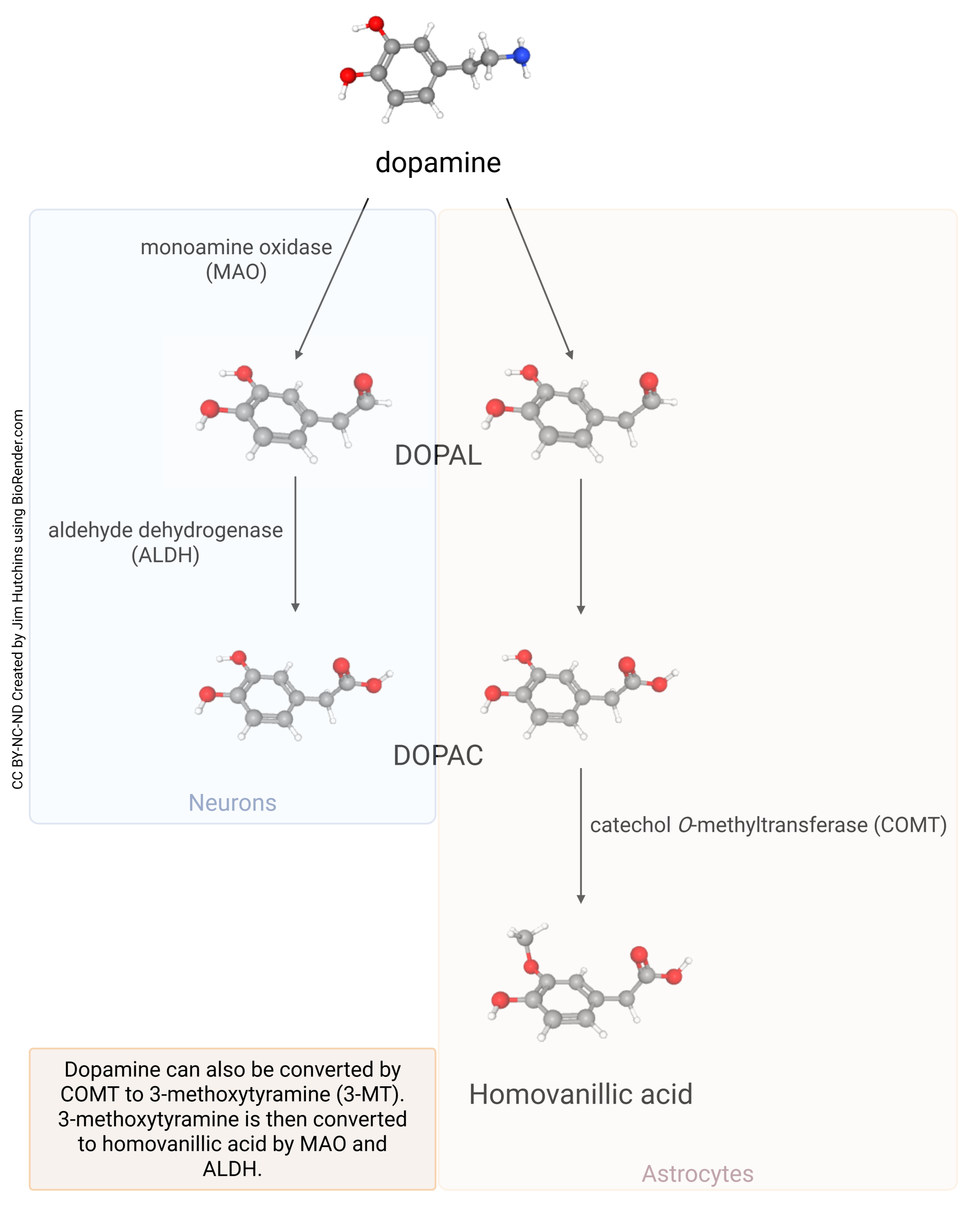 Diagram showing the metabolism of dopamine.