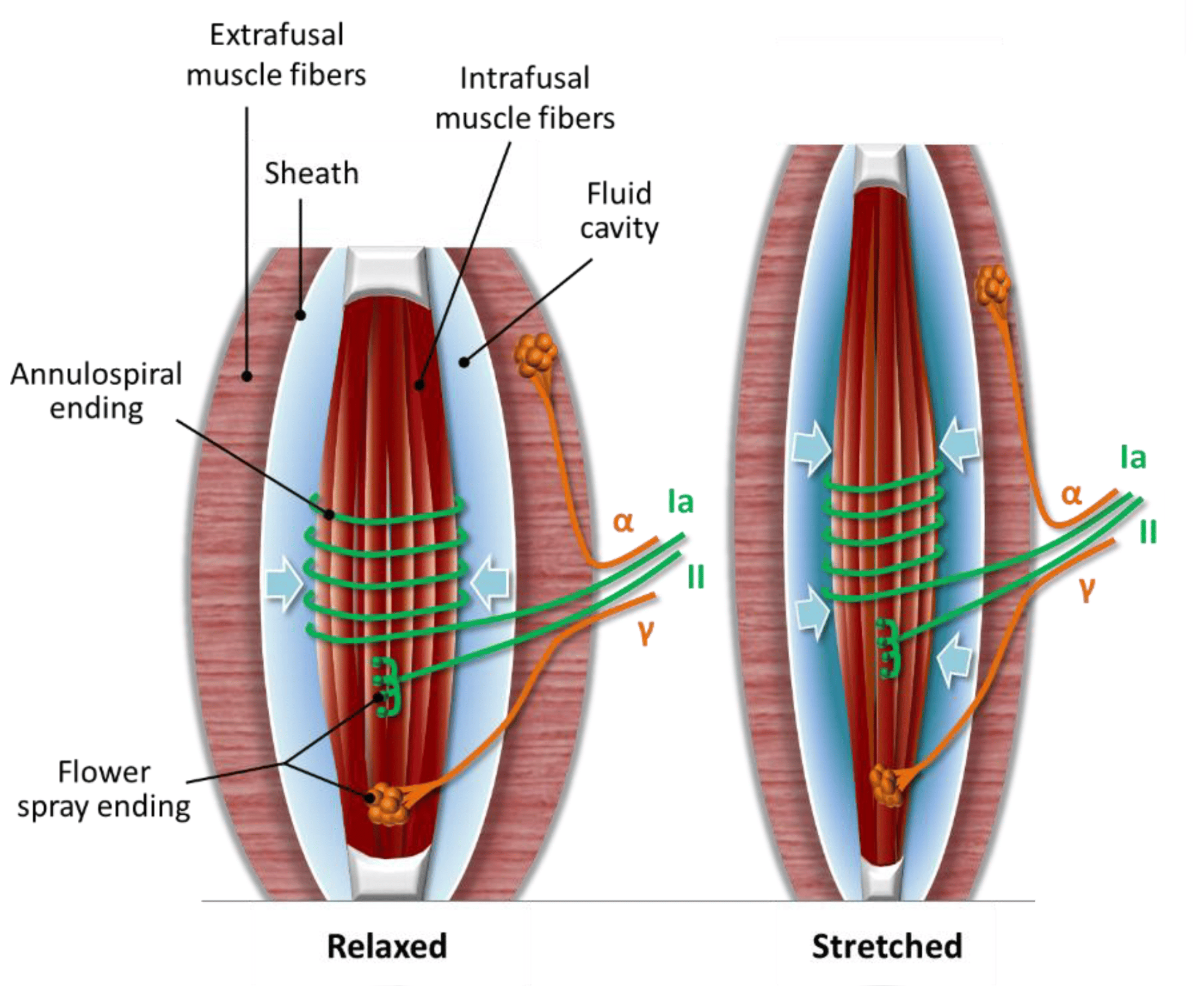 Diagram showing the structure of intrafusal muscle fibers (muscle spindles) and extrafusal muscle fibers (force-generating muscle).