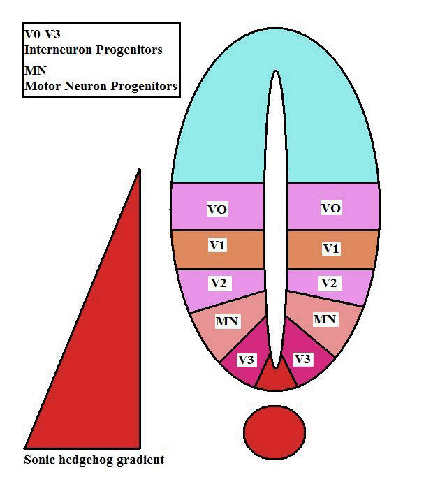 Diagram showing the gradient of Sonic Hedgehog concentration in the notochord and neural tube.