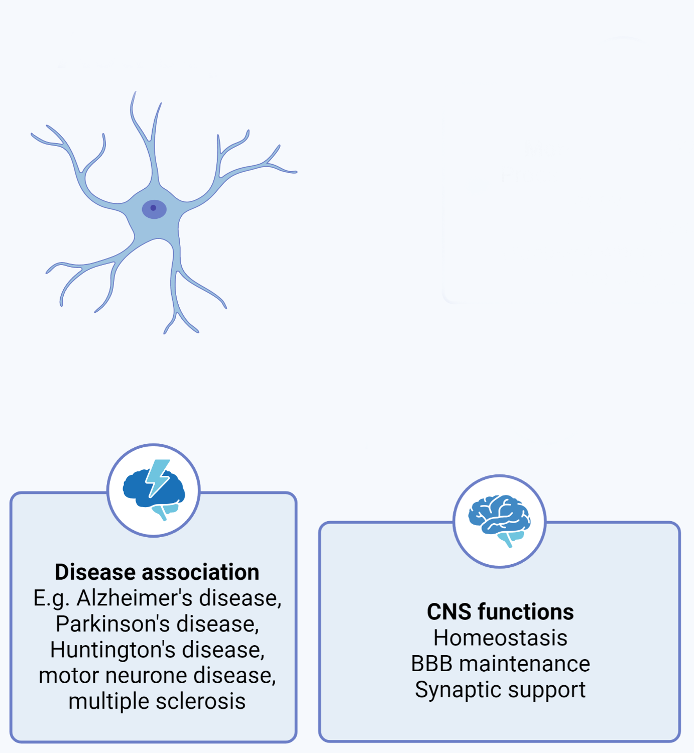Infographic describing the properties of astrocytes.