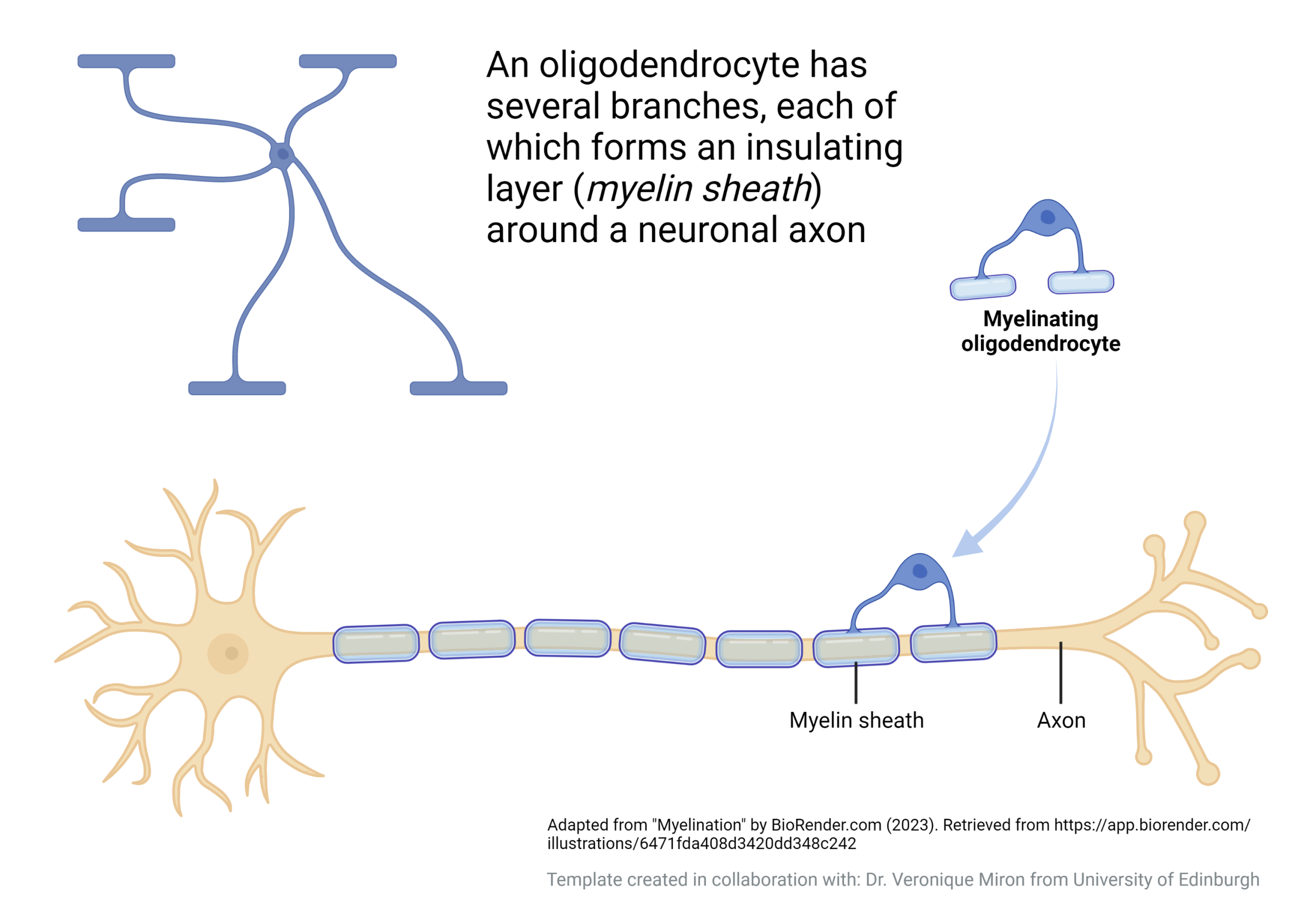 Diagram showing the structure and function of oligodendrocytes.