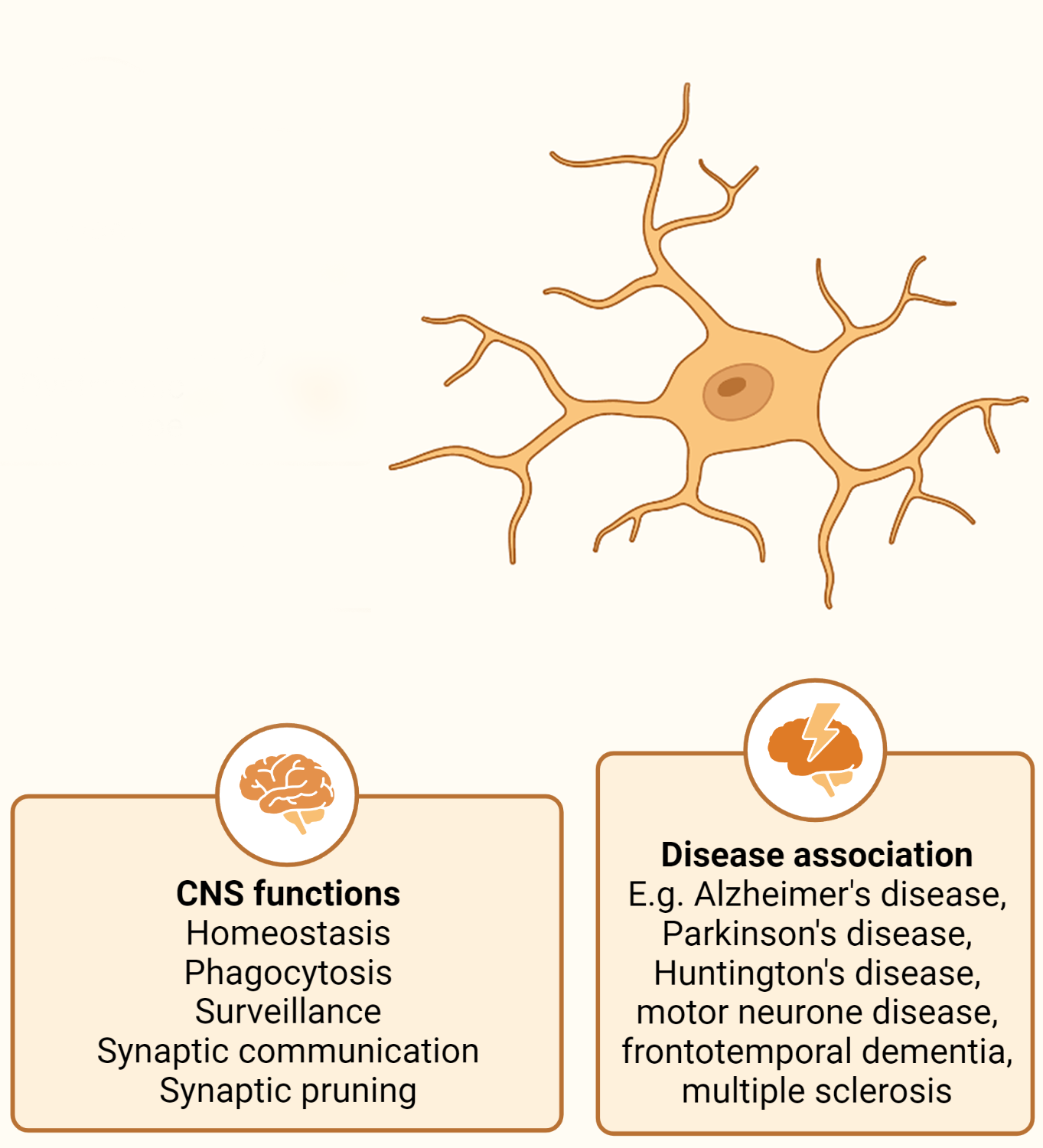 Infographic showing the properties of microglia.