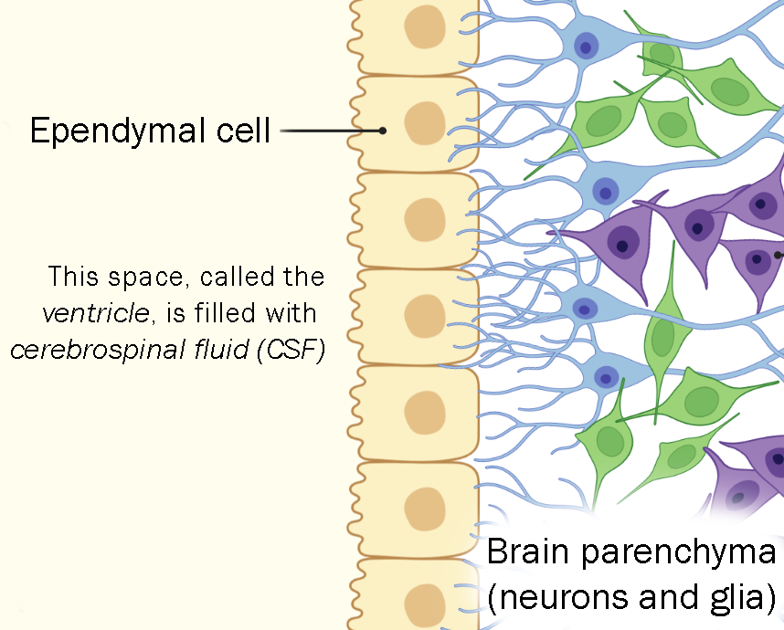 Diagram of the location of ependymal cells.
