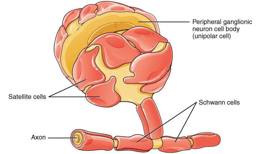 Diagram of Schwann cells and satellite cells in the peripheral nervous system.