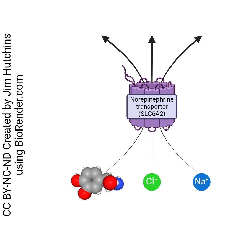 Diagram showing the function of the norepinephrine transporter.
