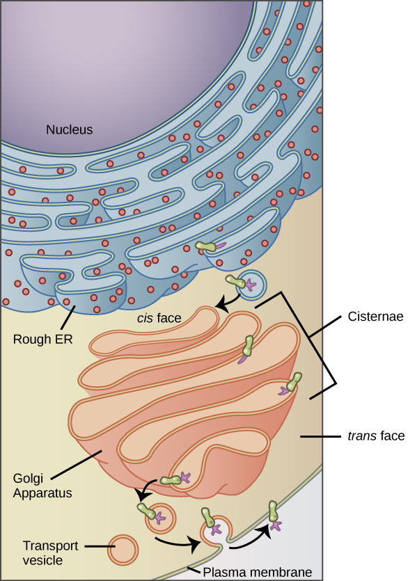 Diagram of the endomembrane system.