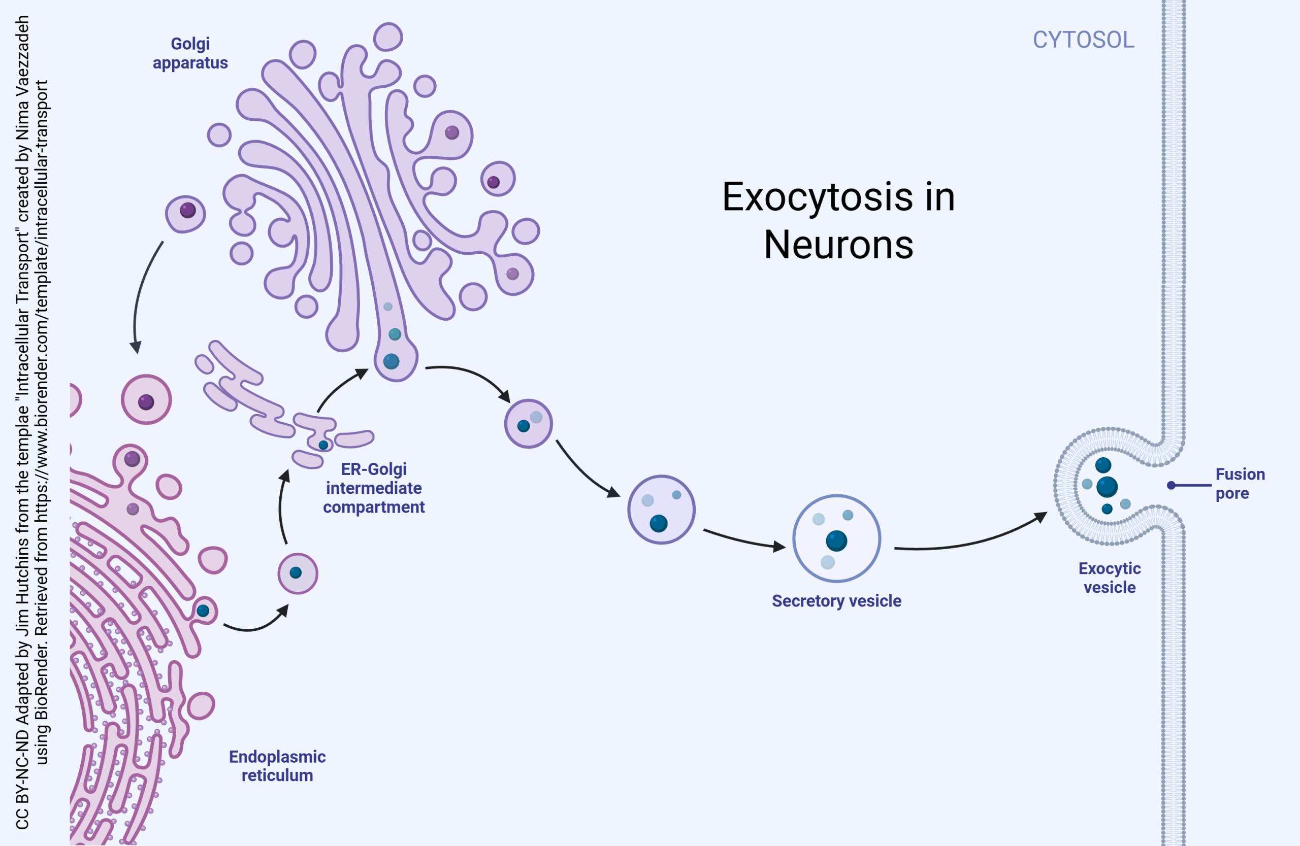 Diagram showing the process of exocytosis in neurons.