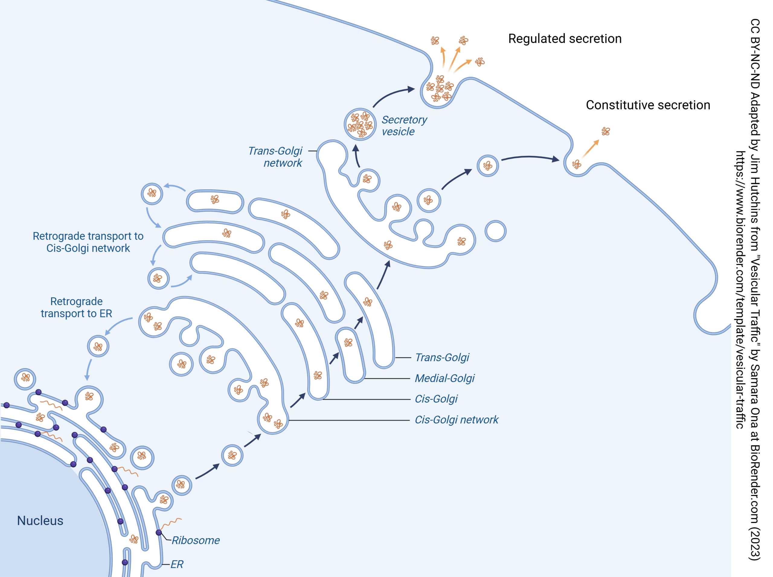 Diagram showing regulated and constitutive secretion in neurons