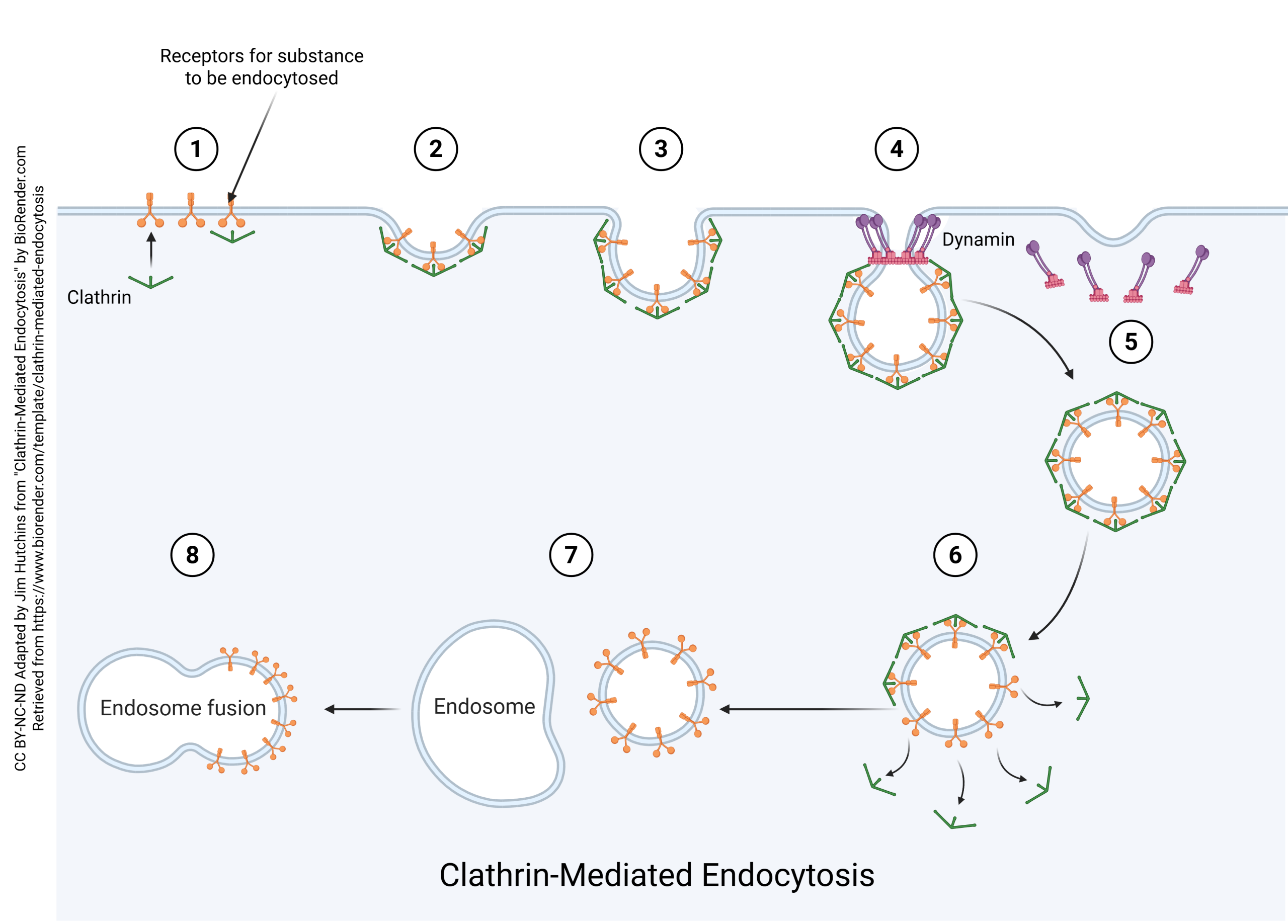 Diagram showing the process of clathrin-mediated endocytosis.