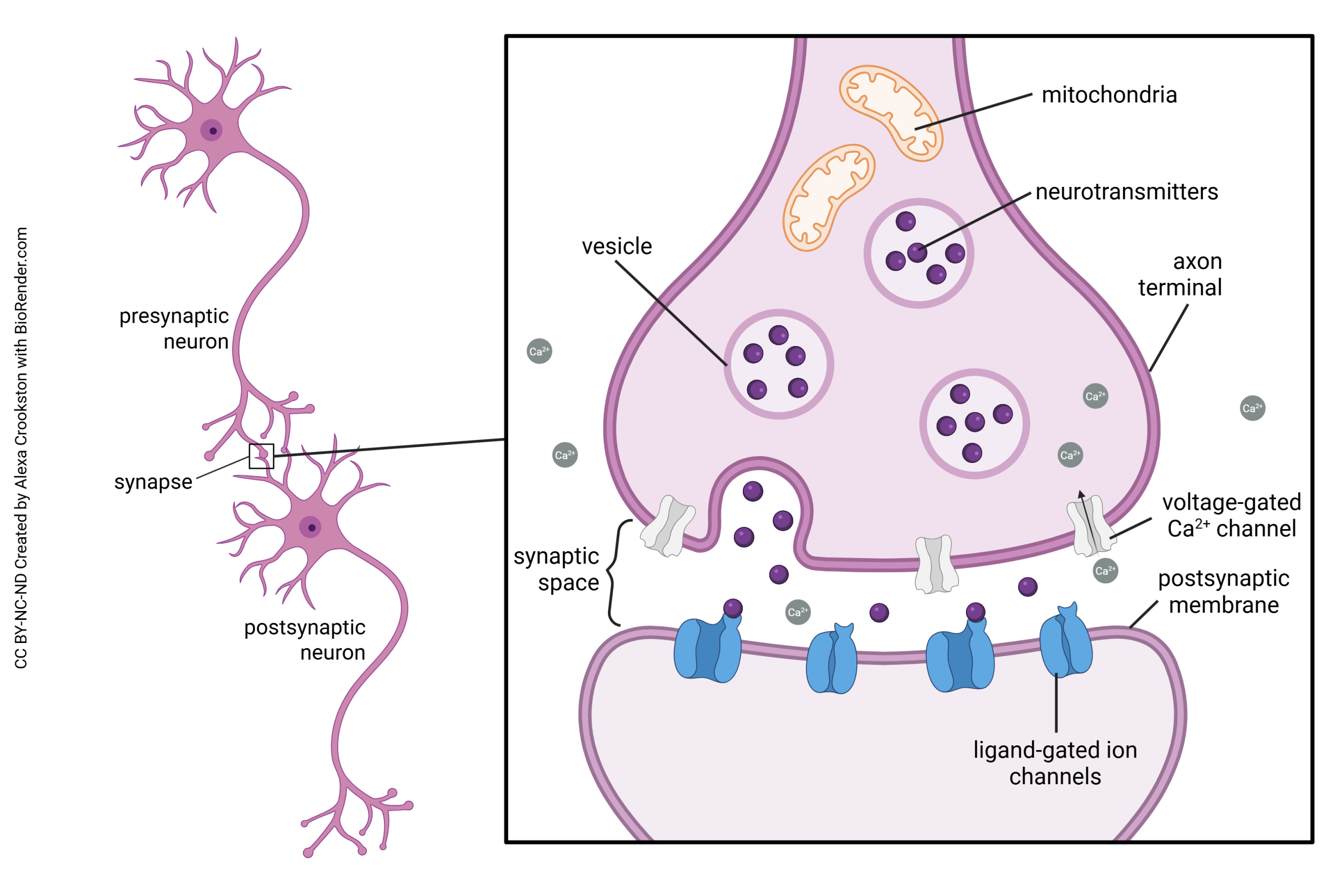 Diagram showing the elements of neurotransmitter release at the synapse.