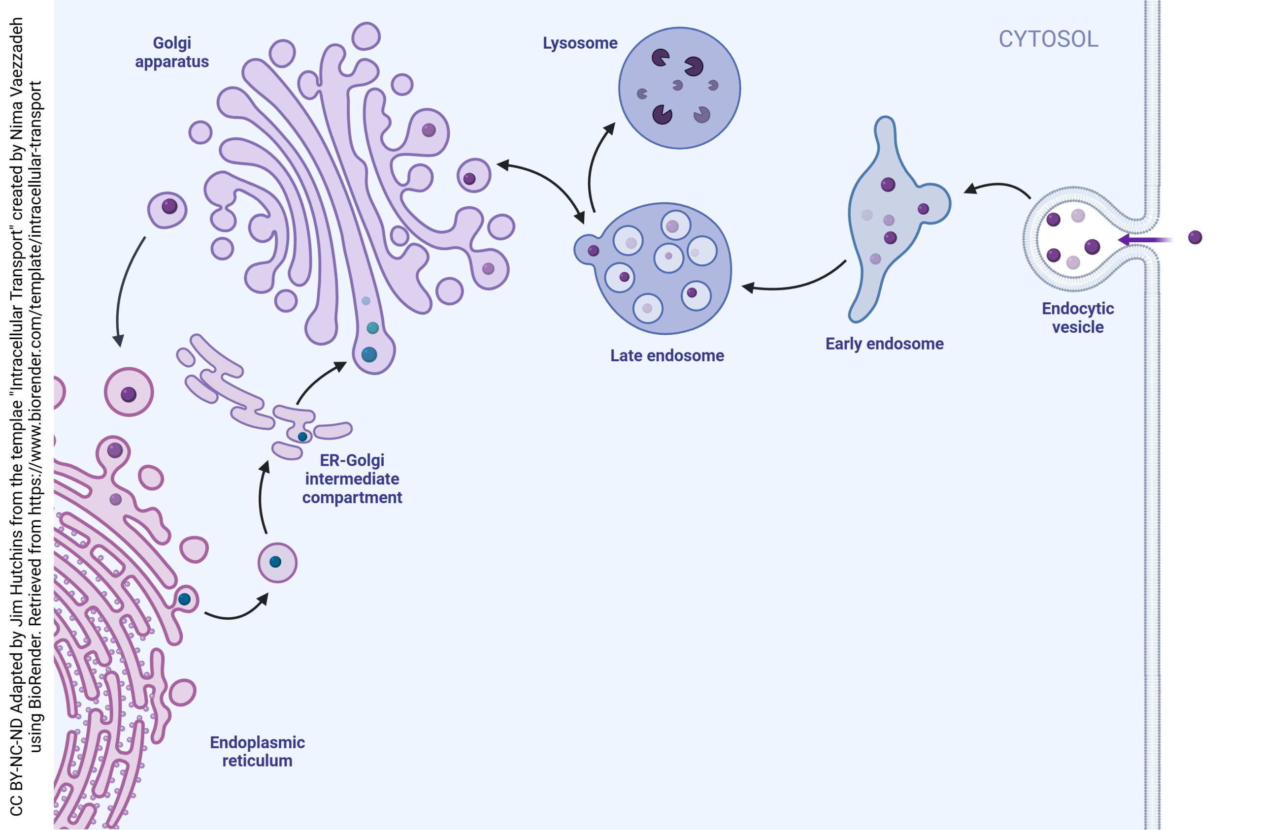 Diagram showing the process of endocytosis in neurons.