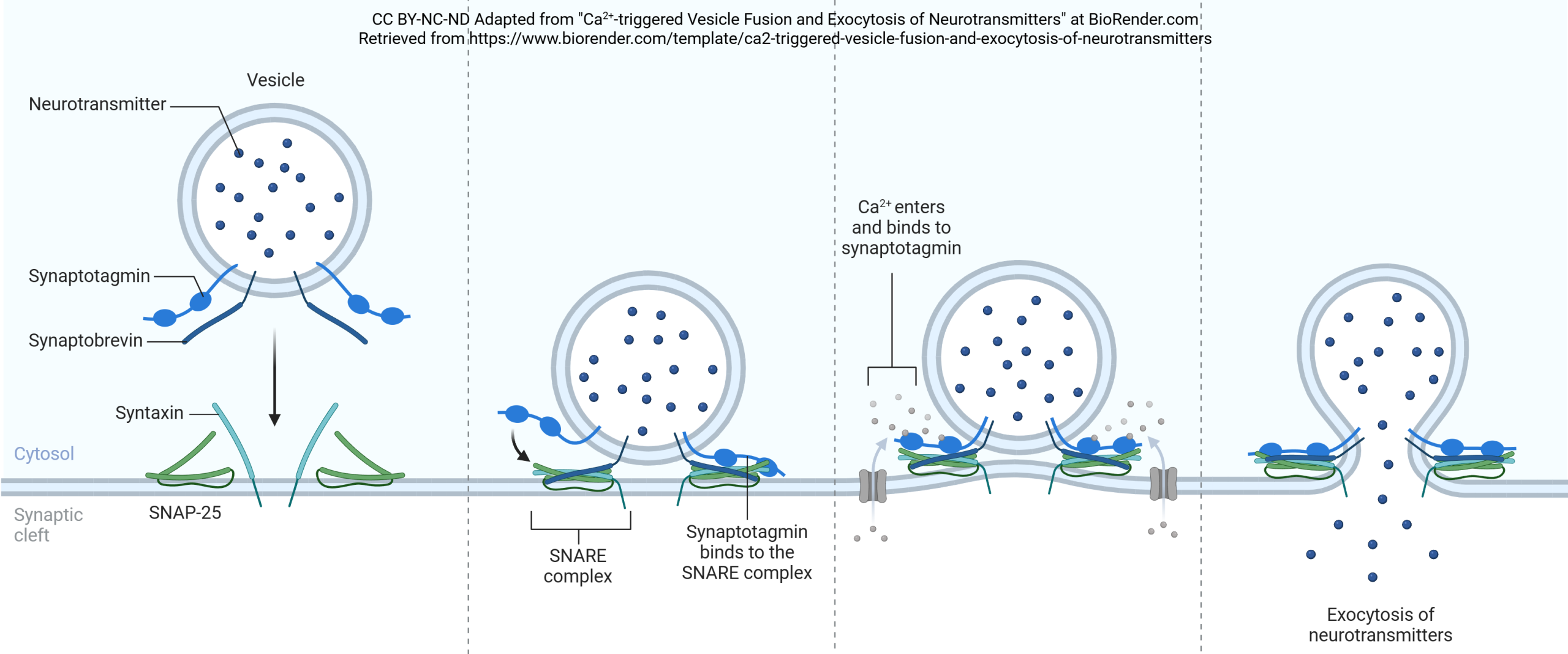 Diagram showing the process of vesicle fusion to release neurotransmitter from the presynaptic cell.