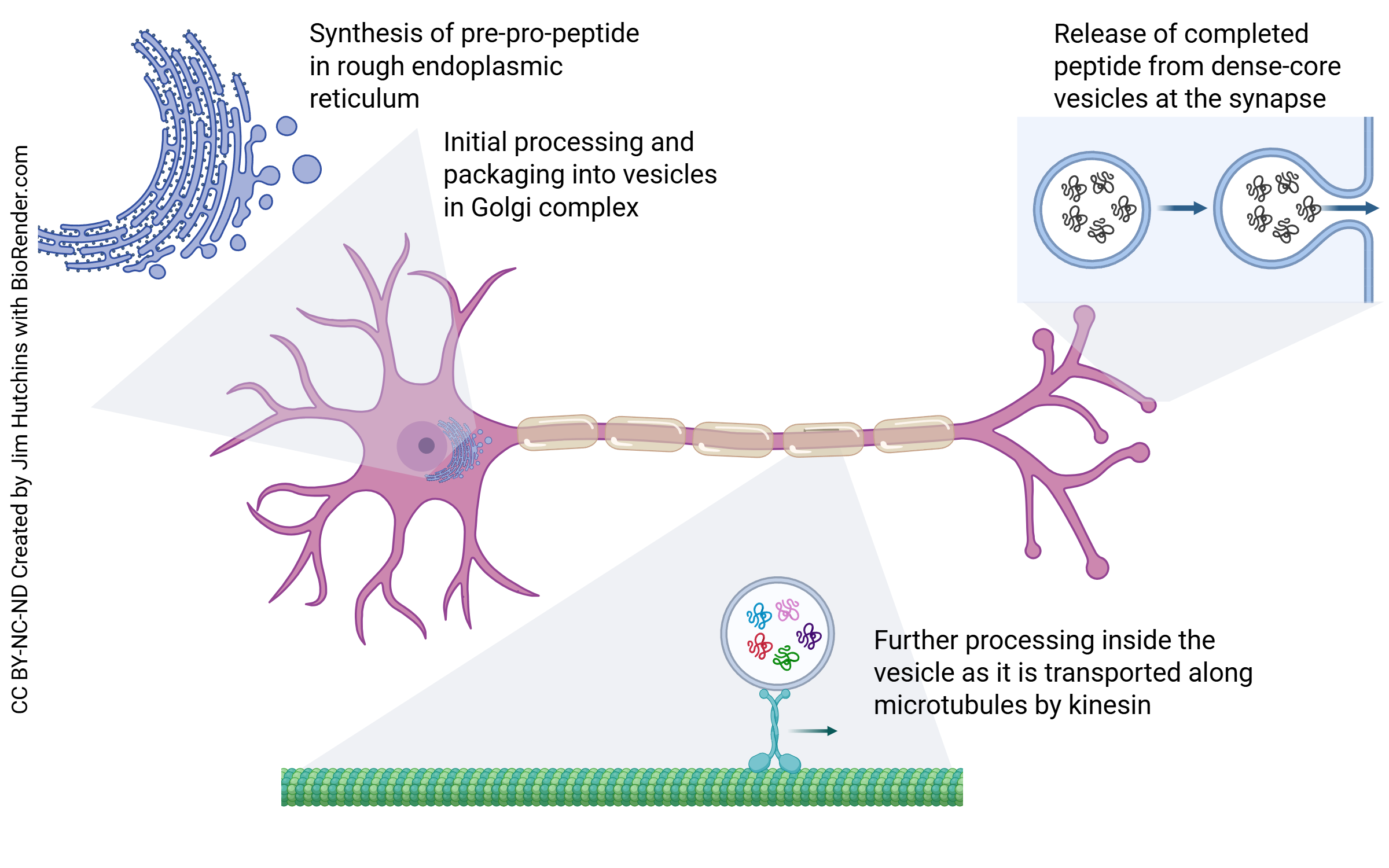 Diagram showing how neuropeptides are carried by anterograde axoplasmic transport systems.