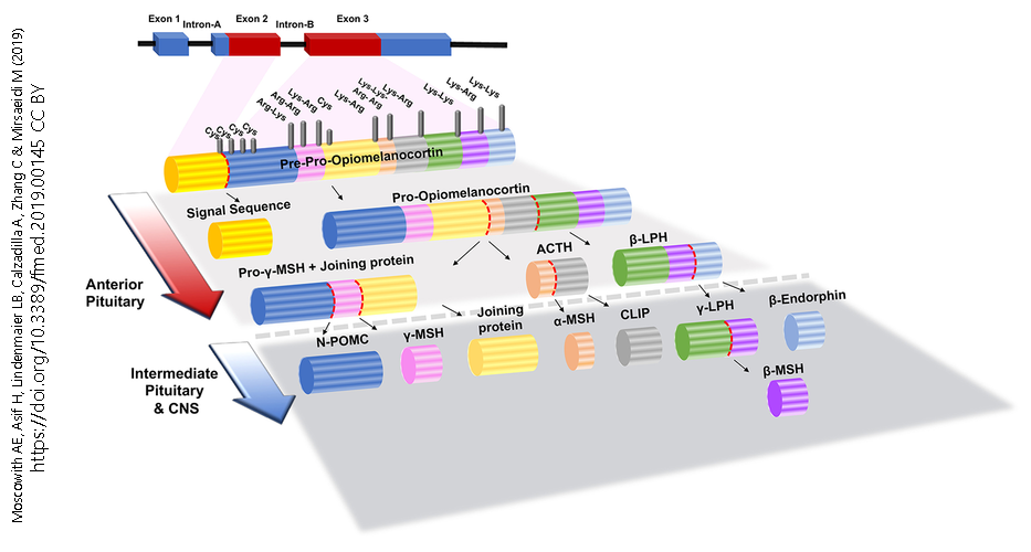Diagram showing how pre-pro-opiomelanocortin is cleaved to active hormones.