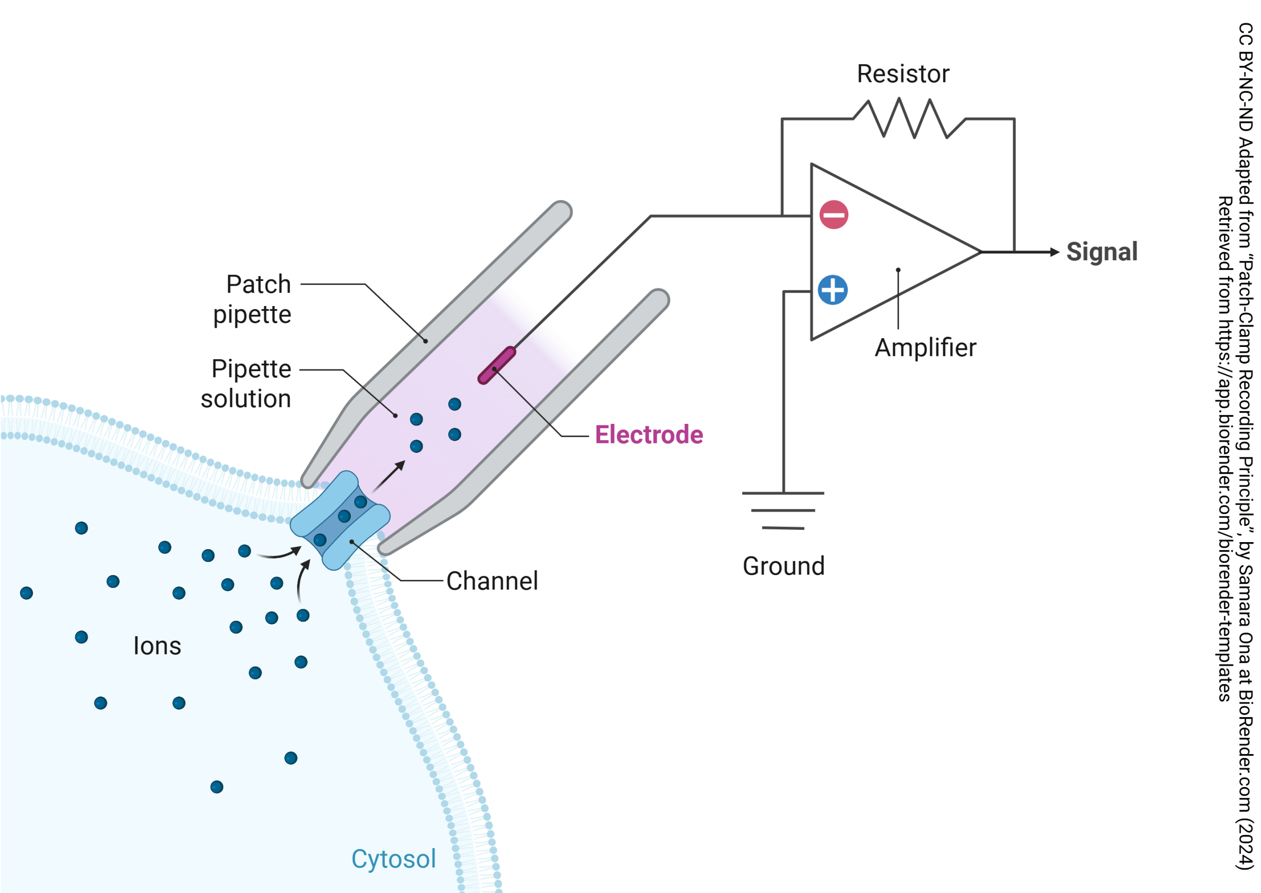 Diagram showing the principle of patch-clamp recording.