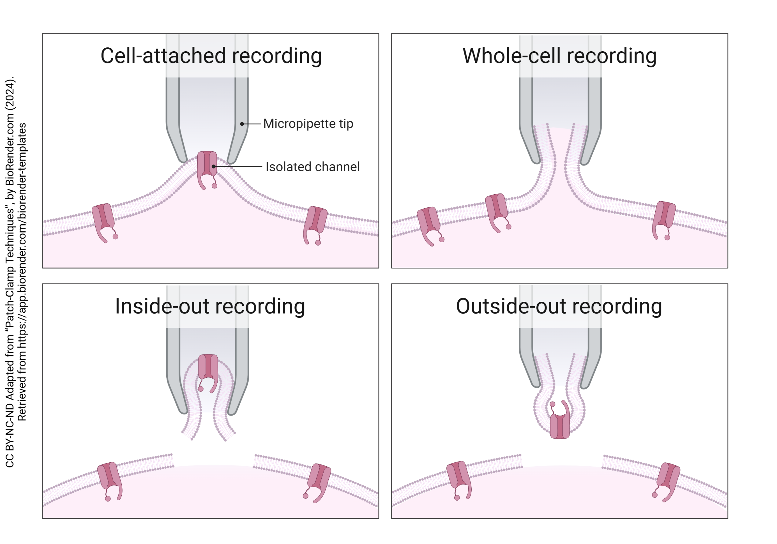 Diagram illustrating the different ways a patch-clamp can be used to study channels in cells.