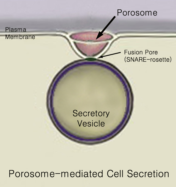 Image showing the pore ("porosome") formed as a vesicle fuses with the presynaptic cell membrane.