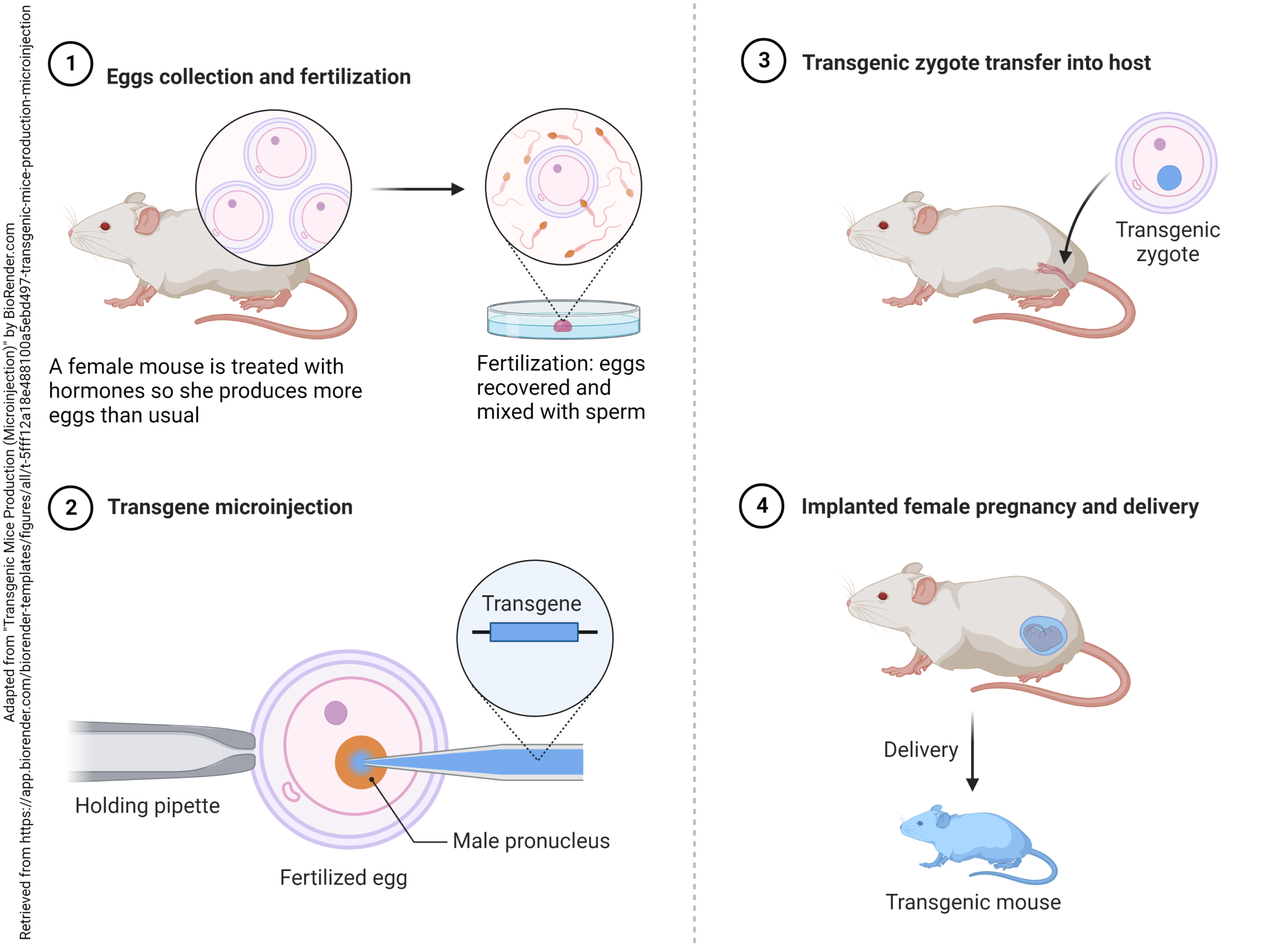 Infographic showing how transgenic mouse lines are created.