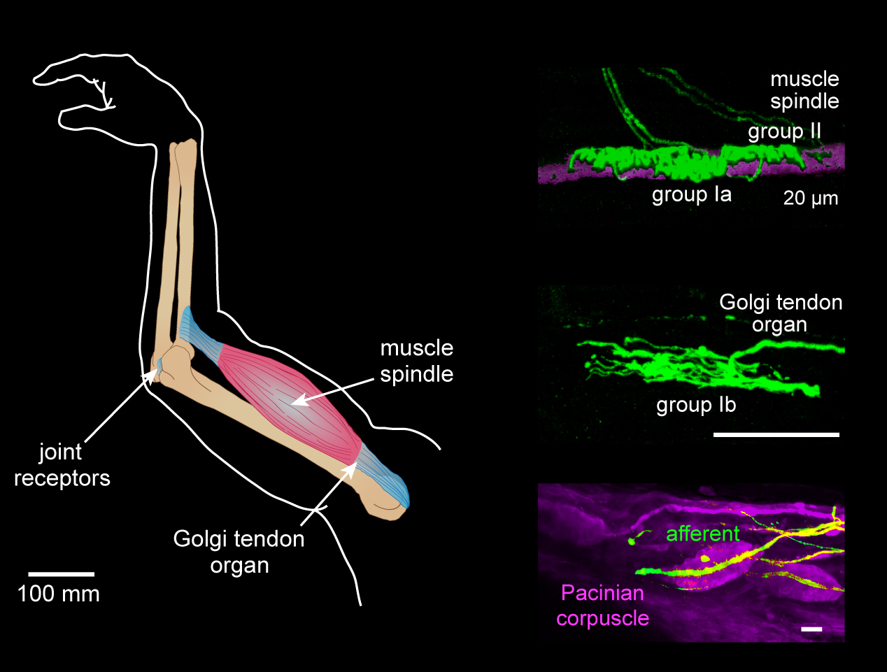 Diagram and photomicrographs showing the different structures that contribute to the sense of proprioception.