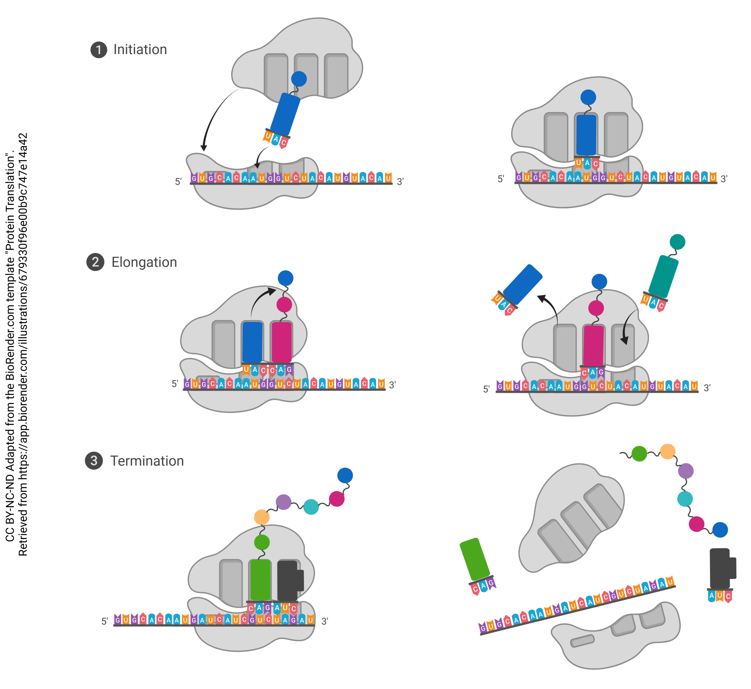 This figure template visualizes steps and molecular components such as ribosome, mRNA, and tRNAs involved in protein translation. It can be adapted in a variety of ways to demonstrate research studying mechanisms, disruptions, or errors of the protein translation process.