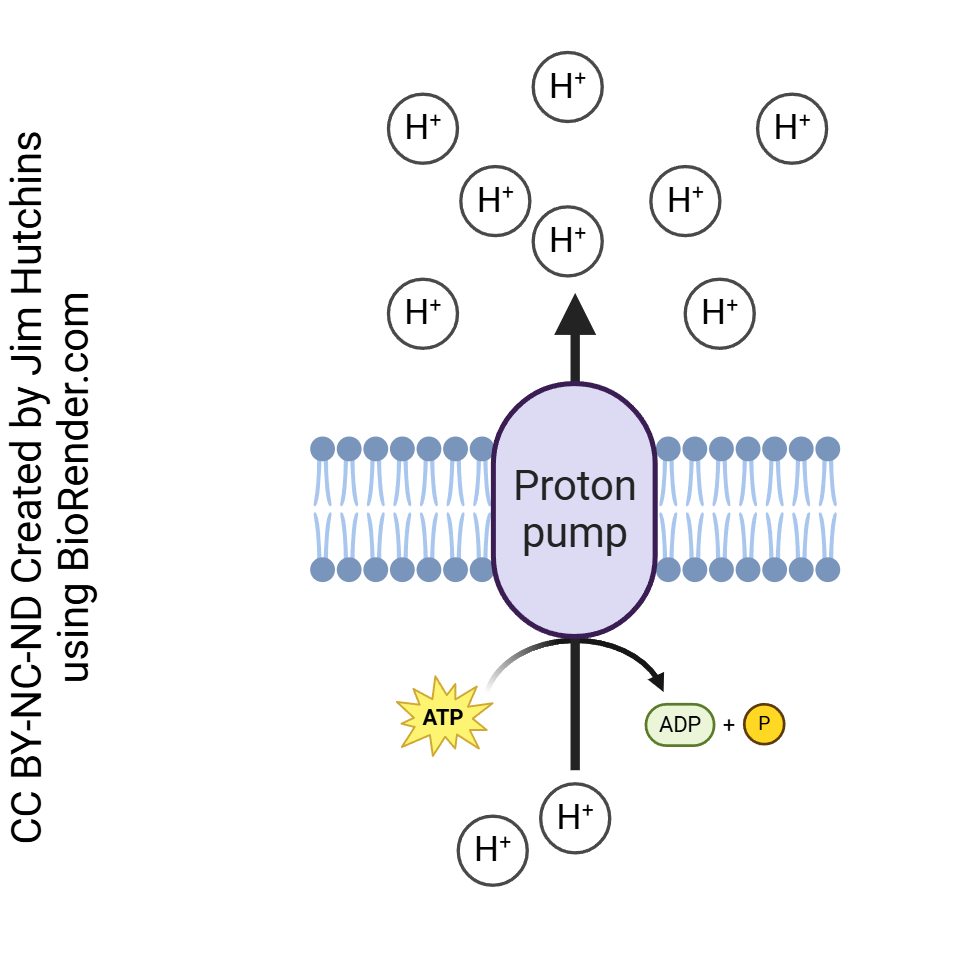 Diagram of the proton pump.