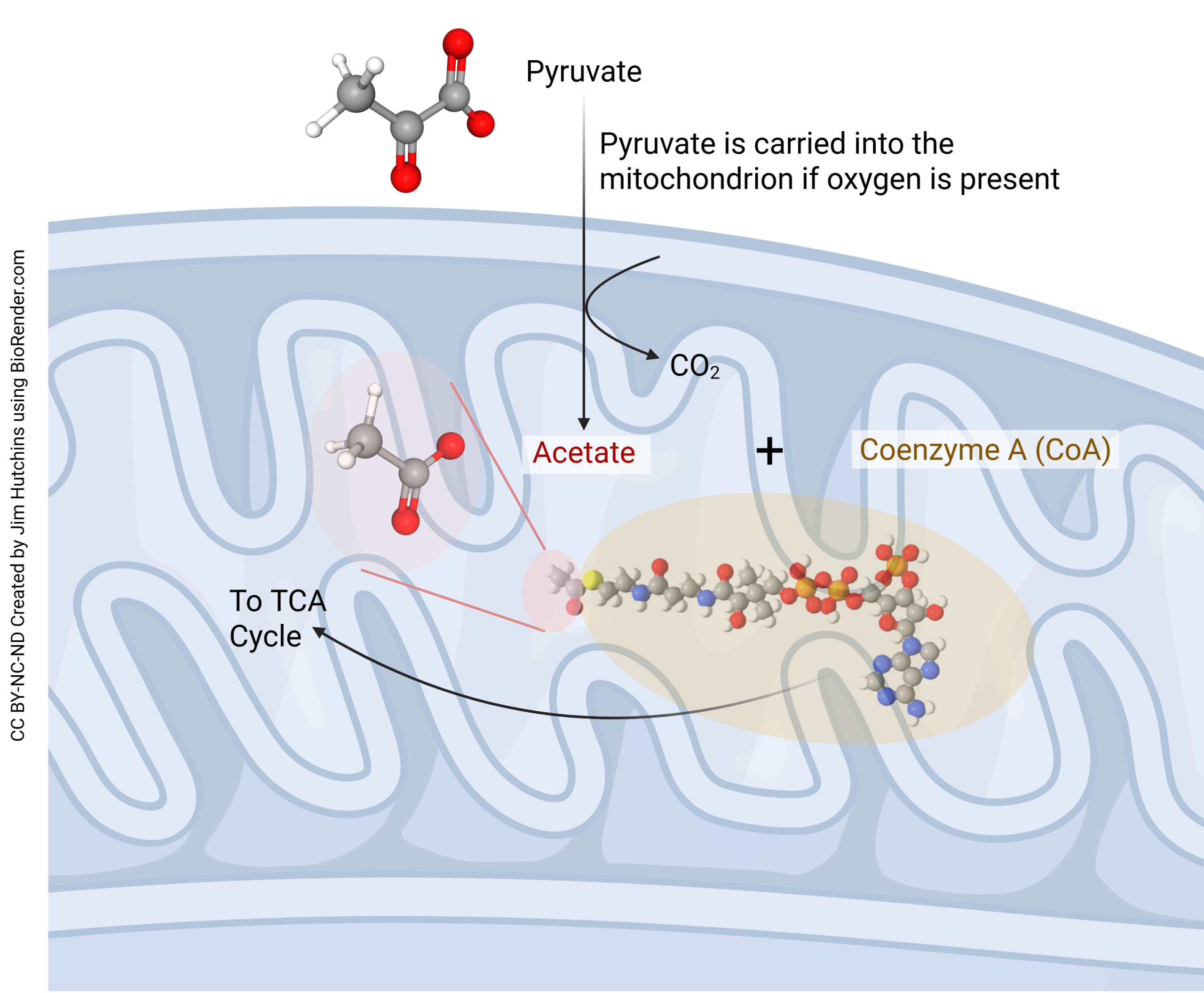 DIagram showing how pyruvate is converted to acetyl-coenzyme A.