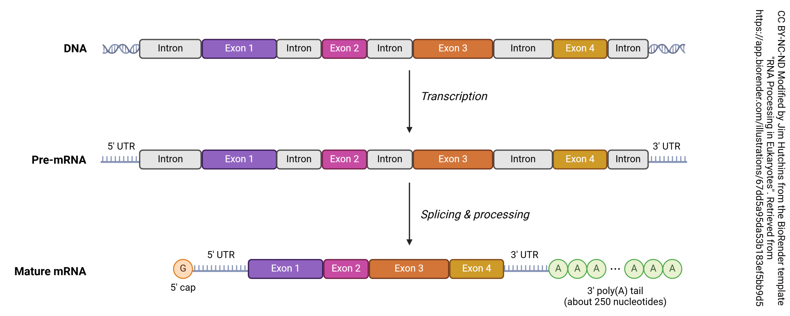 A diagram showing the processing of messenger RNA in eukaryotes, including the addition of a stabilizing poly(A) tail.