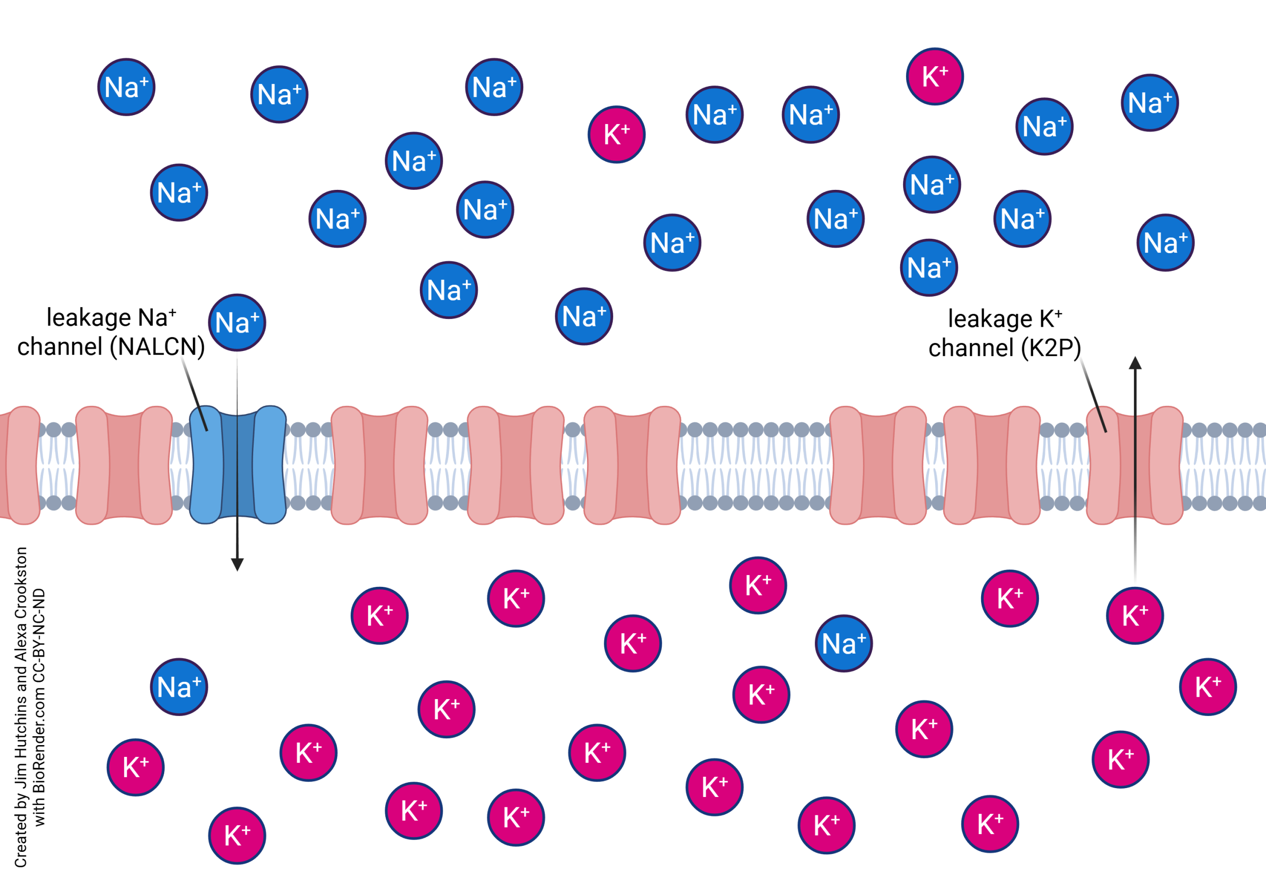 Diagram showing the relative abundance of leakage potassium channels and leakage sodium channels that contribute to the neuronal resting membrane potential.