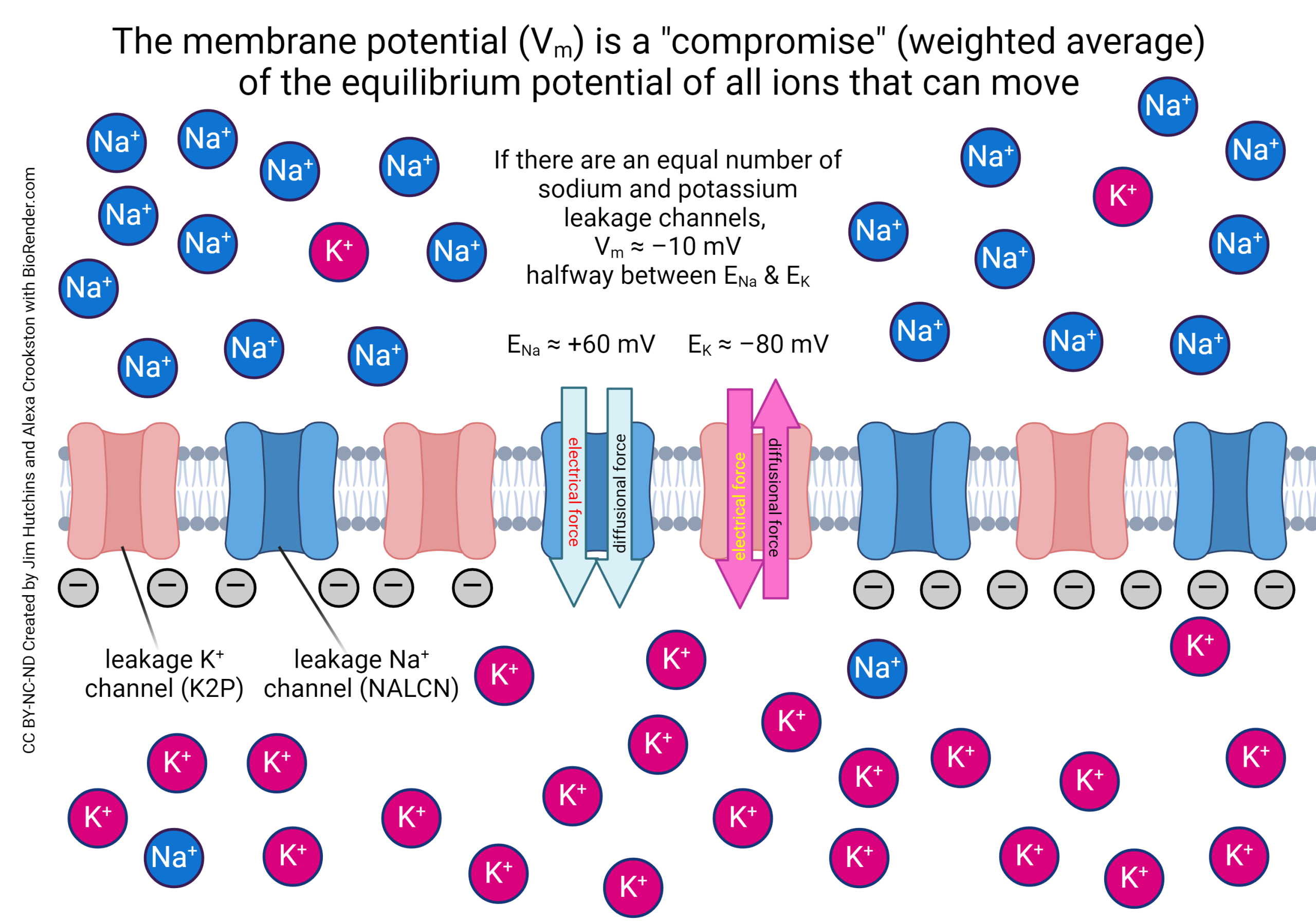 Diagram illustrating the situation when there are an equal number of leakage sodium and leakage potassium in the cell membrane.