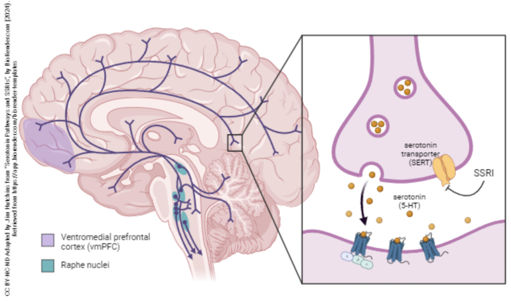 Showing the transfer of serotonin from the presynaptic neuron to receptors and the synaptic cleft.